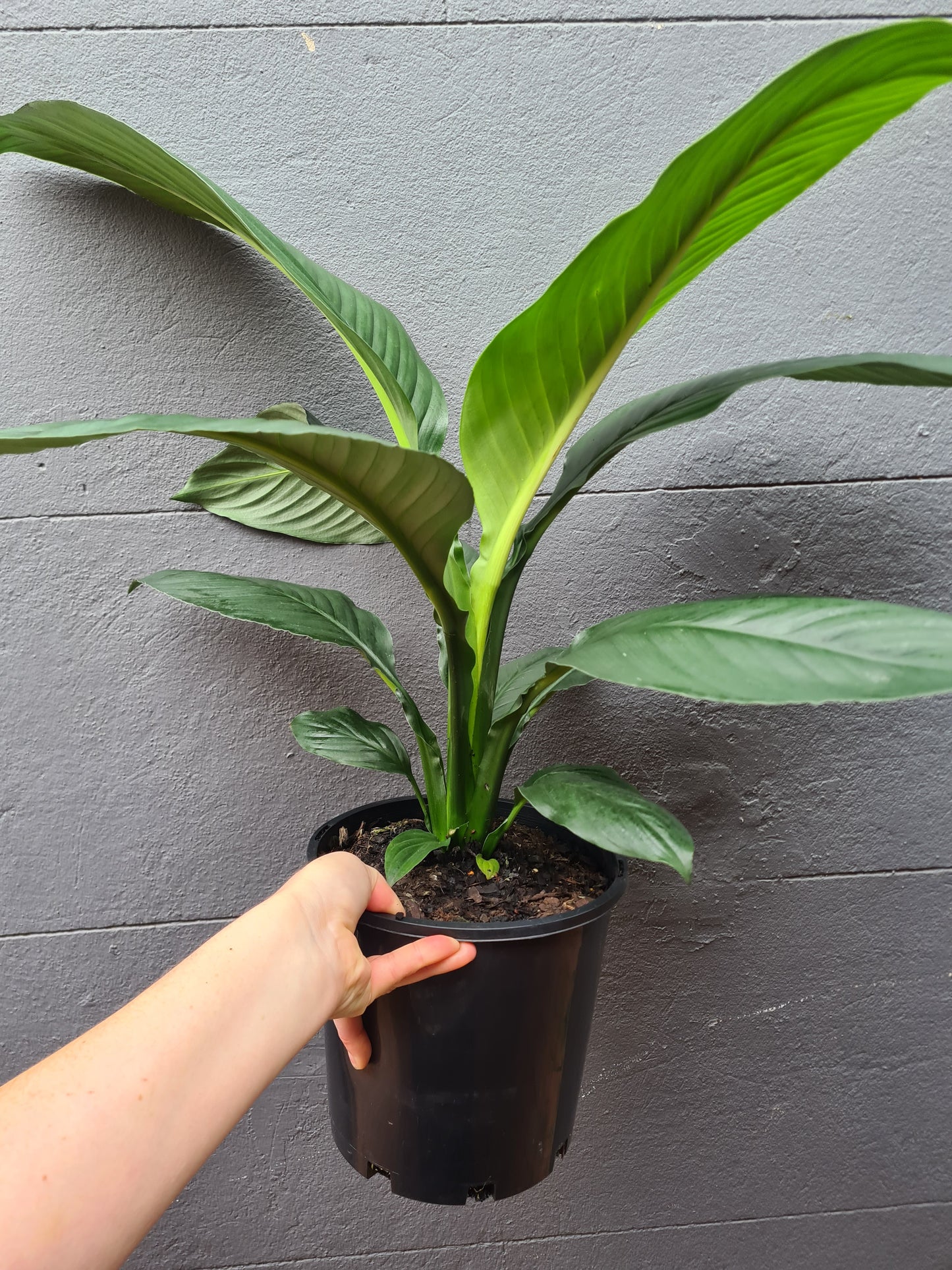Spathiphyllum Sensation 'Peace Lily'