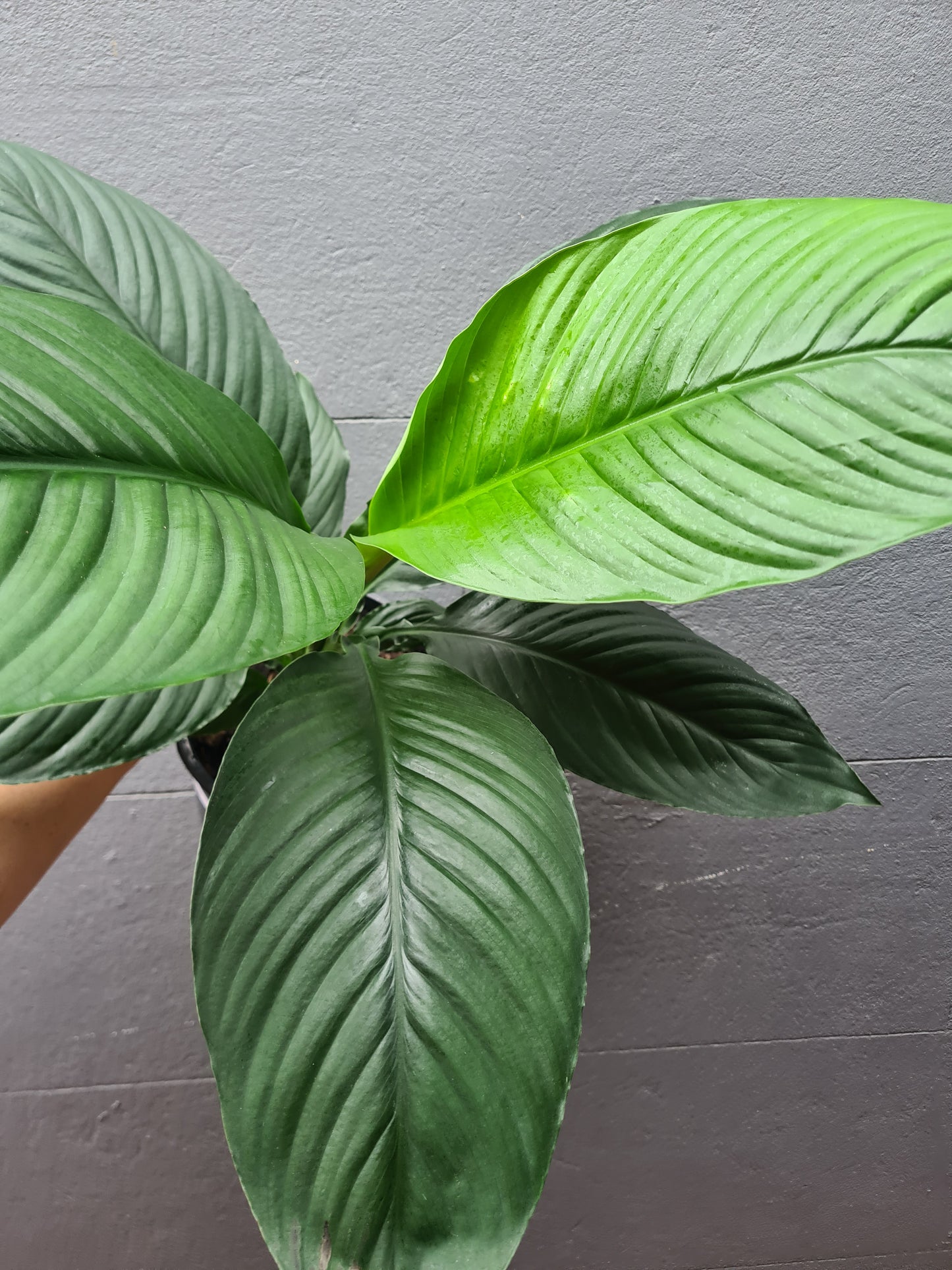 Spathiphyllum Sensation 'Peace Lily'