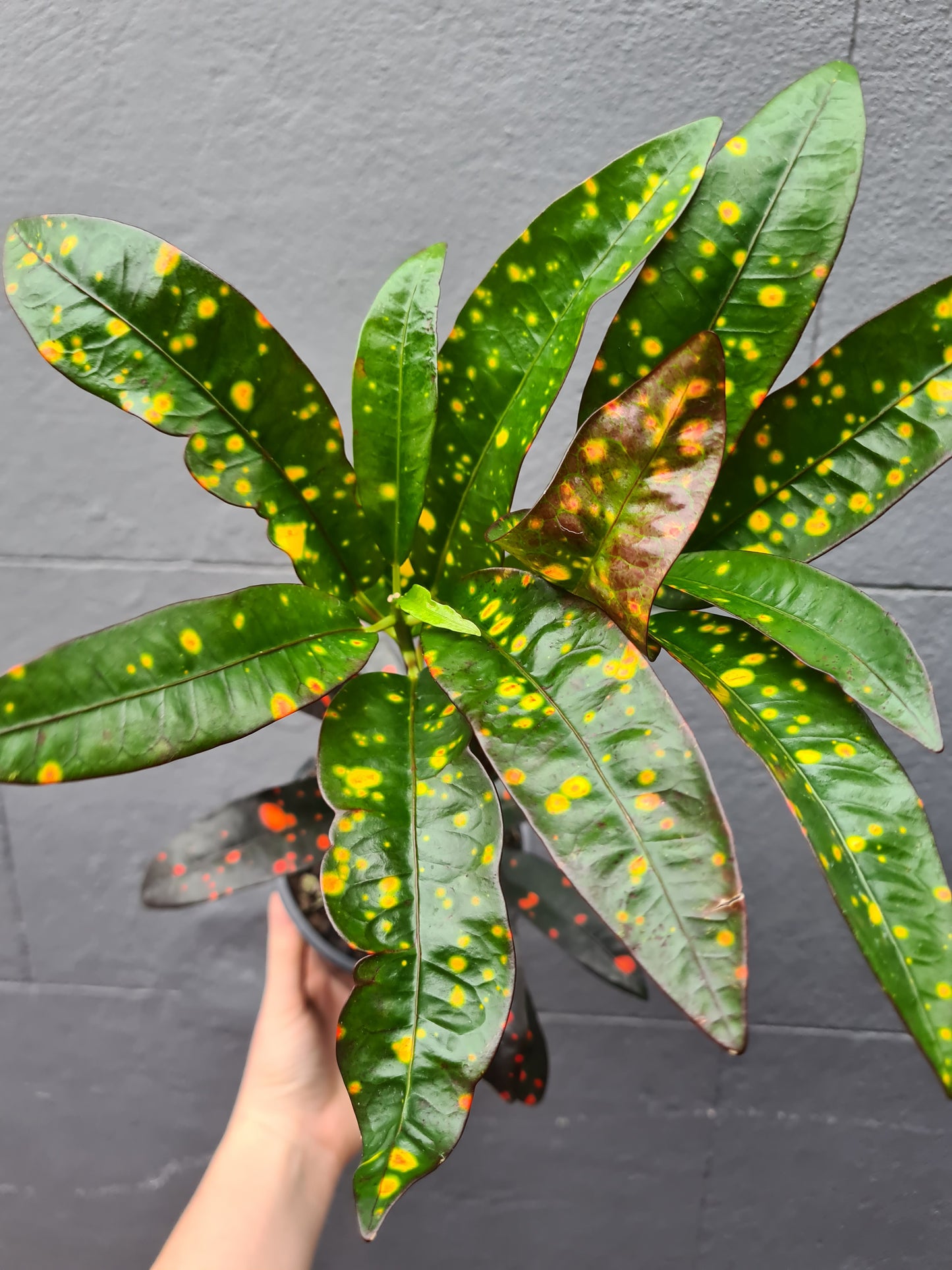 Codiaeum 'Croton' Mixed