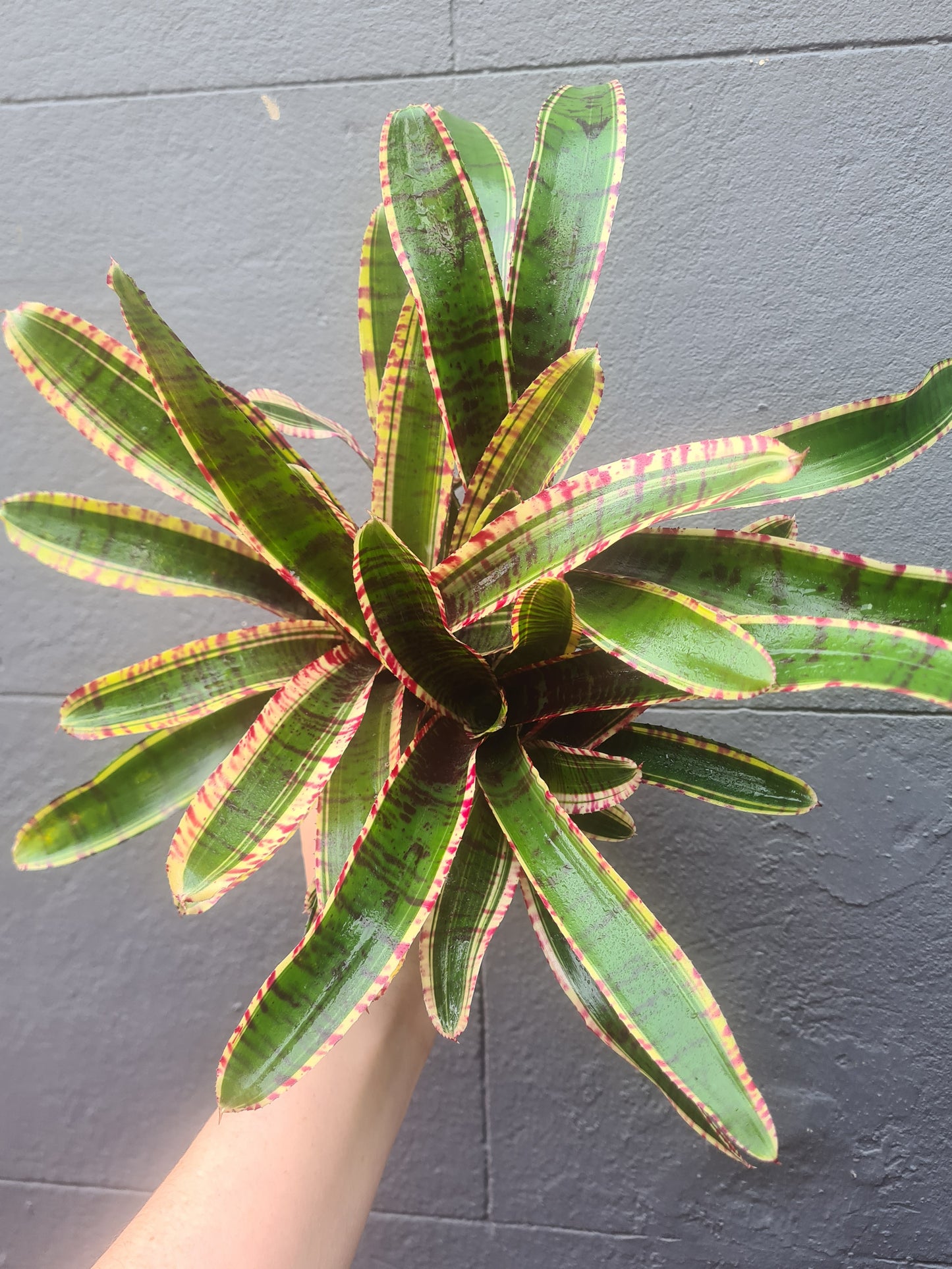 Vriesea 'Bromeliad'