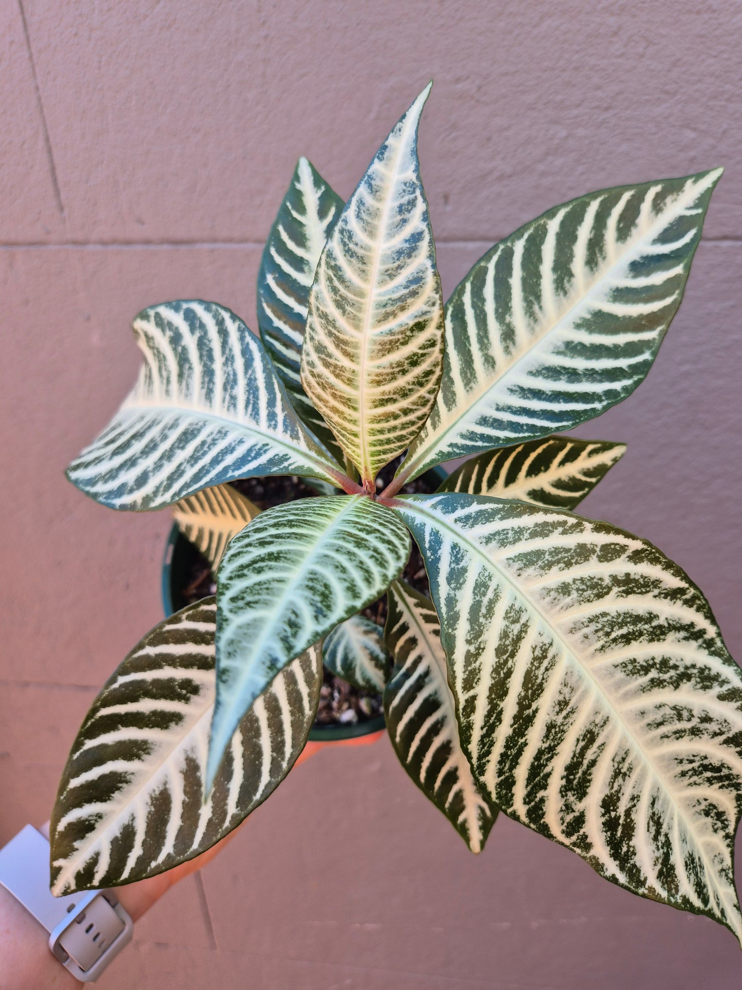 Aphelandra squarrosa 'Zebra Plant'