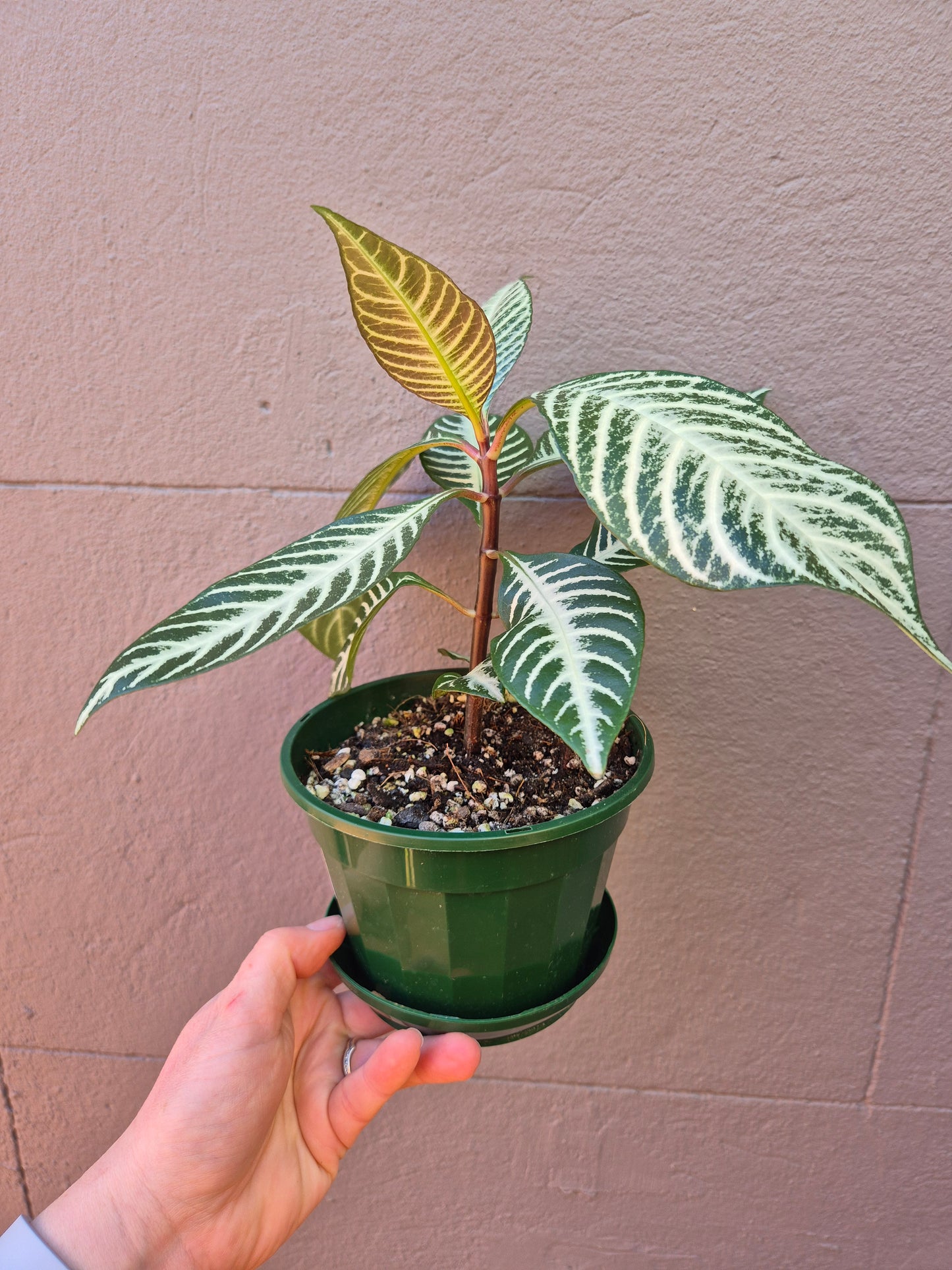 Aphelandra squarrosa 'Zebra Plant'