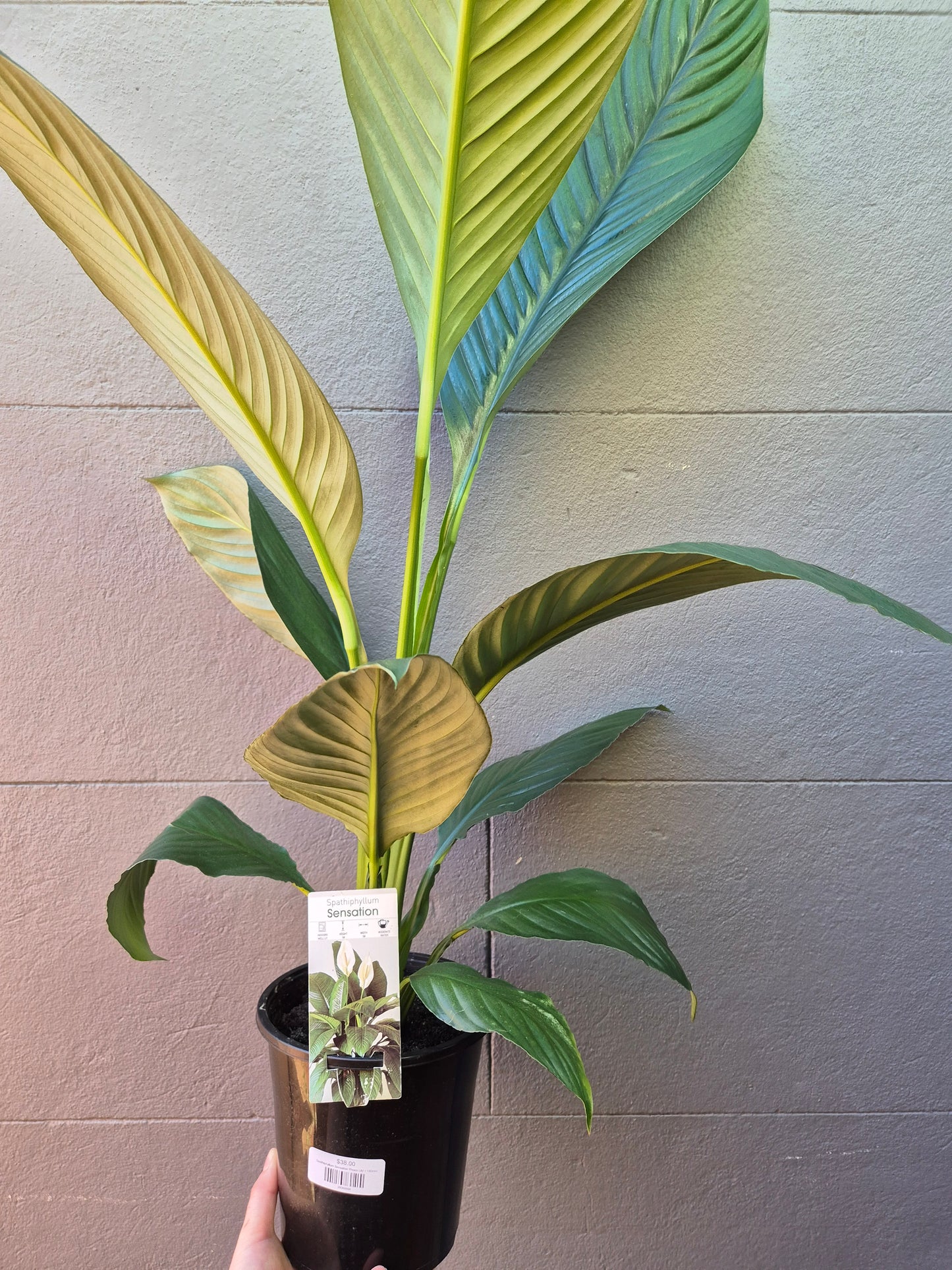 Spathiphyllum Sensation 'Peace Lily'