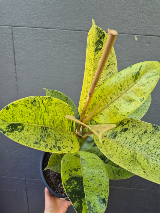 Ficus elastica 'Shivereana'