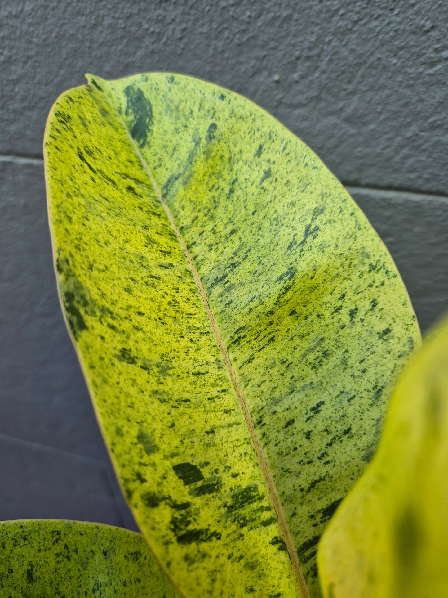 Ficus elastica 'Shivereana'