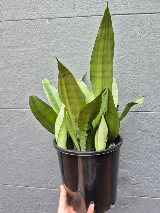 Sansevieria trifasciata 'Moonshine'