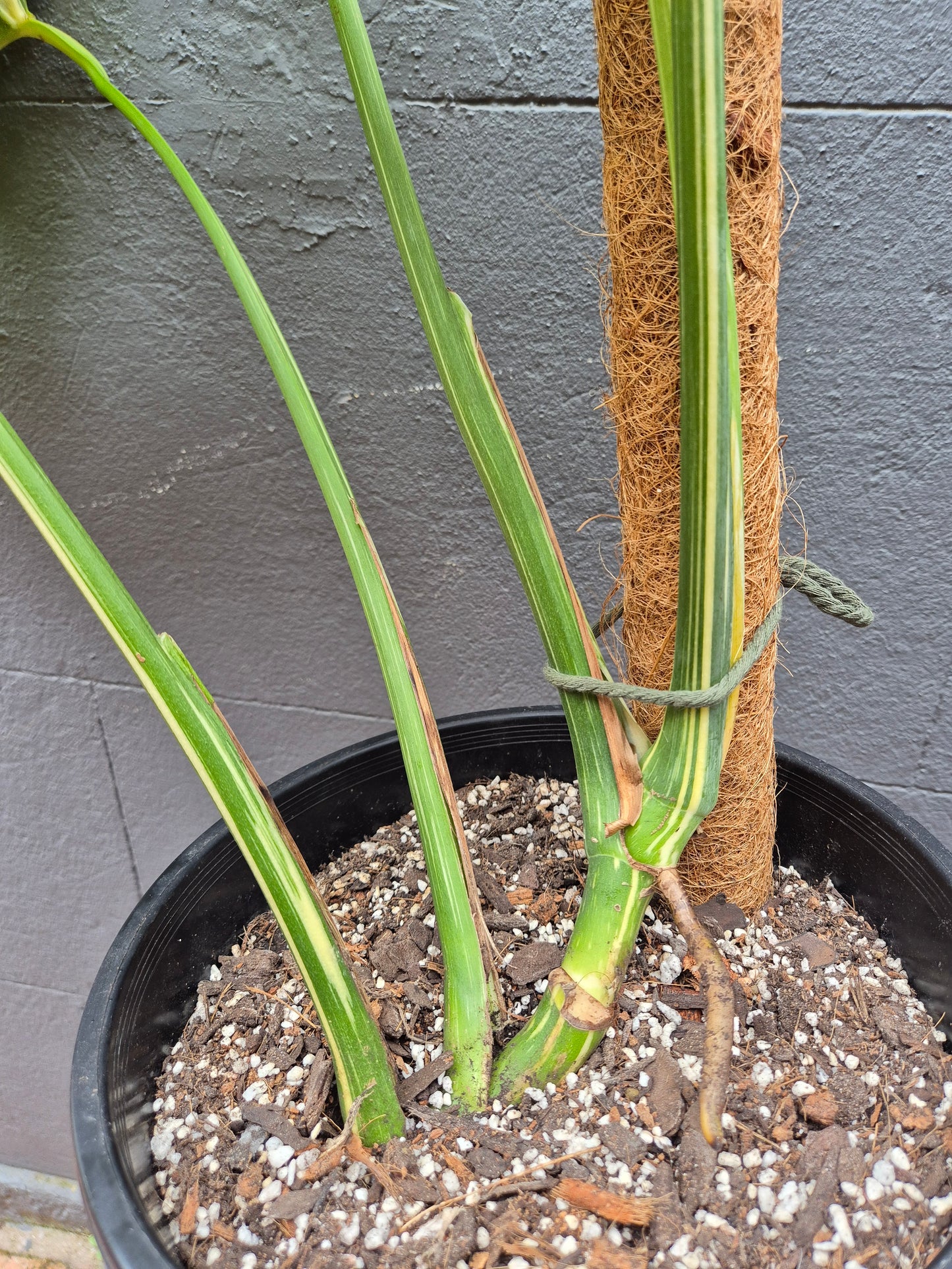 Monstera deliciosa 'Thai Constellation'
