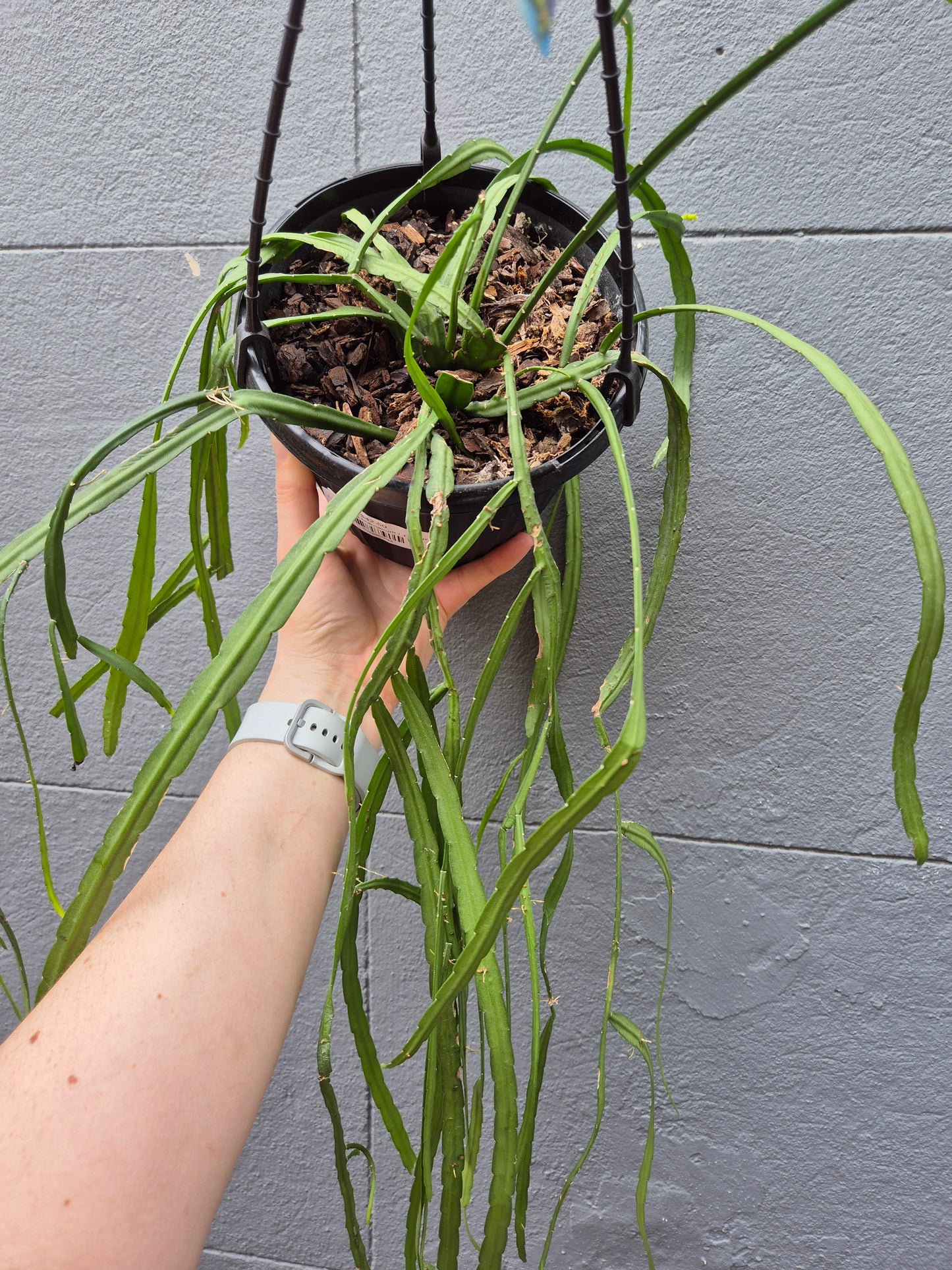 Lepismium bolivianum 'Jungle Cactus'