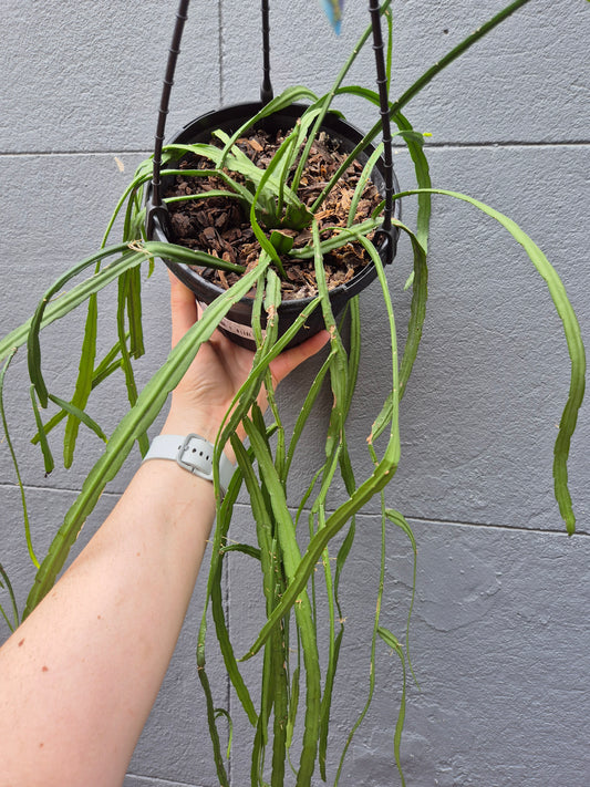 Lepismium bolivianum 'Jungle Cactus'