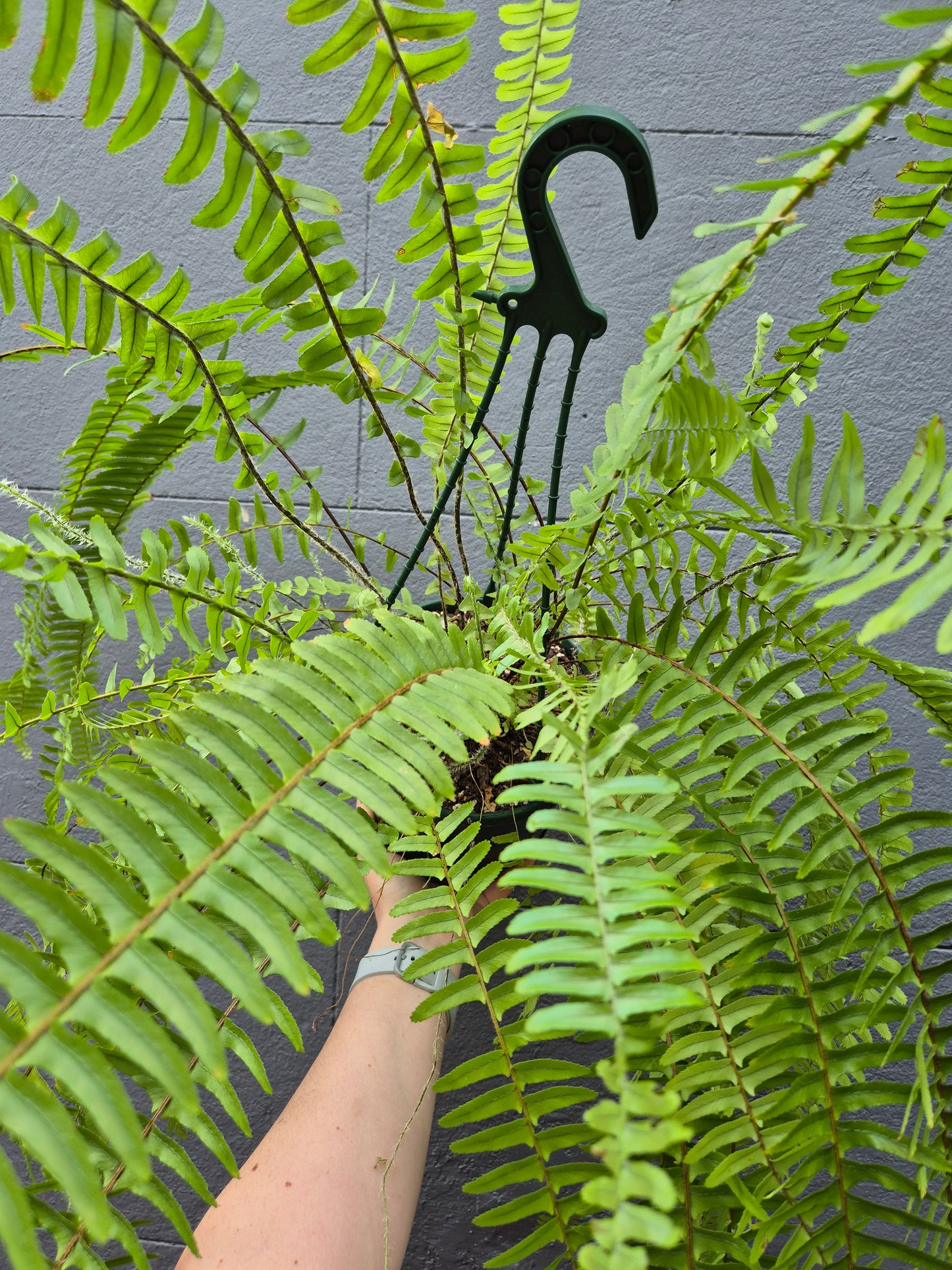 Nephrolepsis 'Boston Fern'