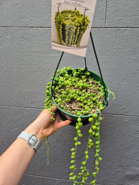 Senecio rowleyanus 'String of Pearls'