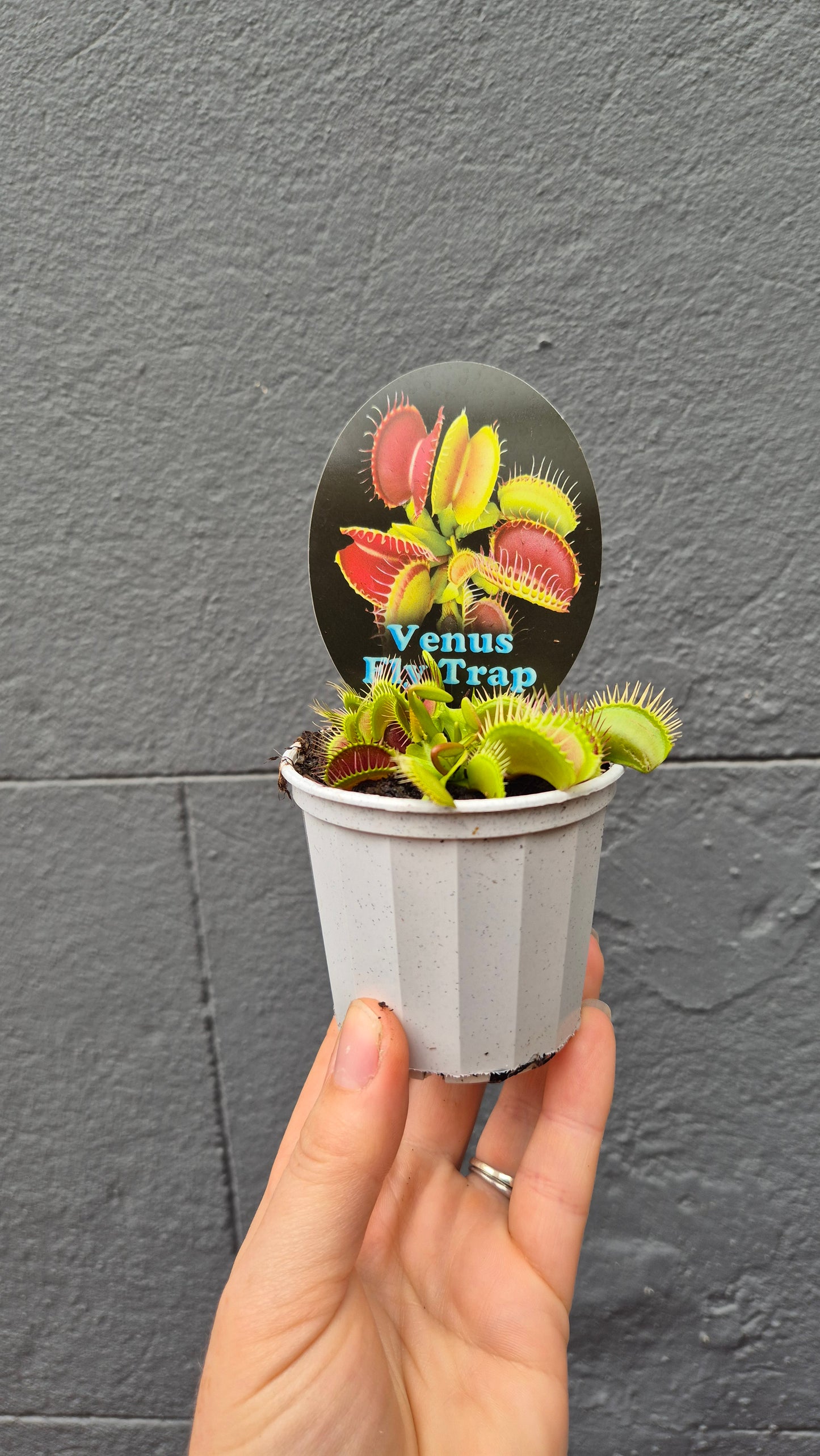 Venus Flytrap 'Dionaea muscipula'