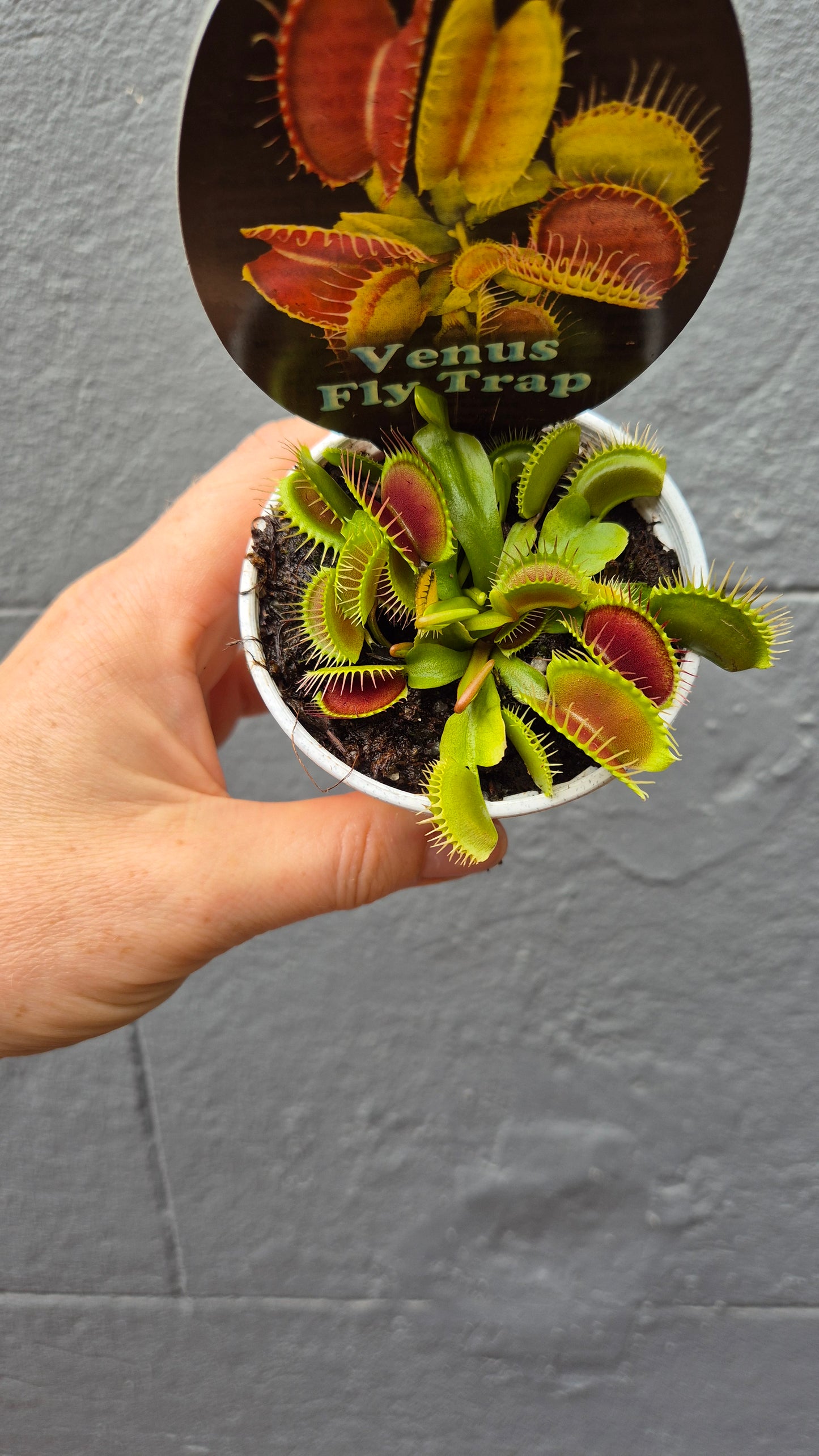 Venus Flytrap 'Dionaea muscipula'