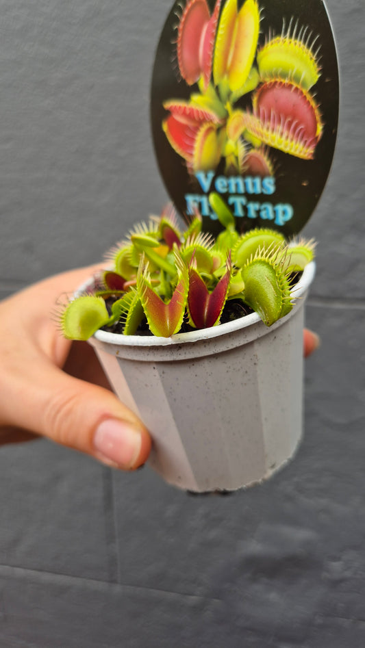 Venus Flytrap 'Dionaea muscipula'