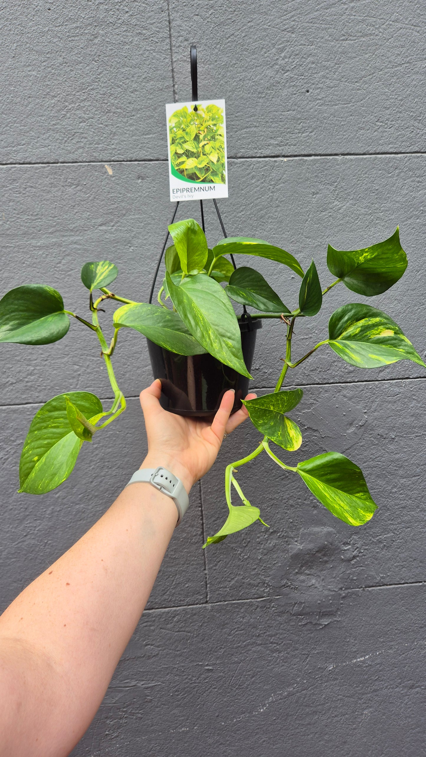 Epipremnum aureum 'Devil's Ivy'