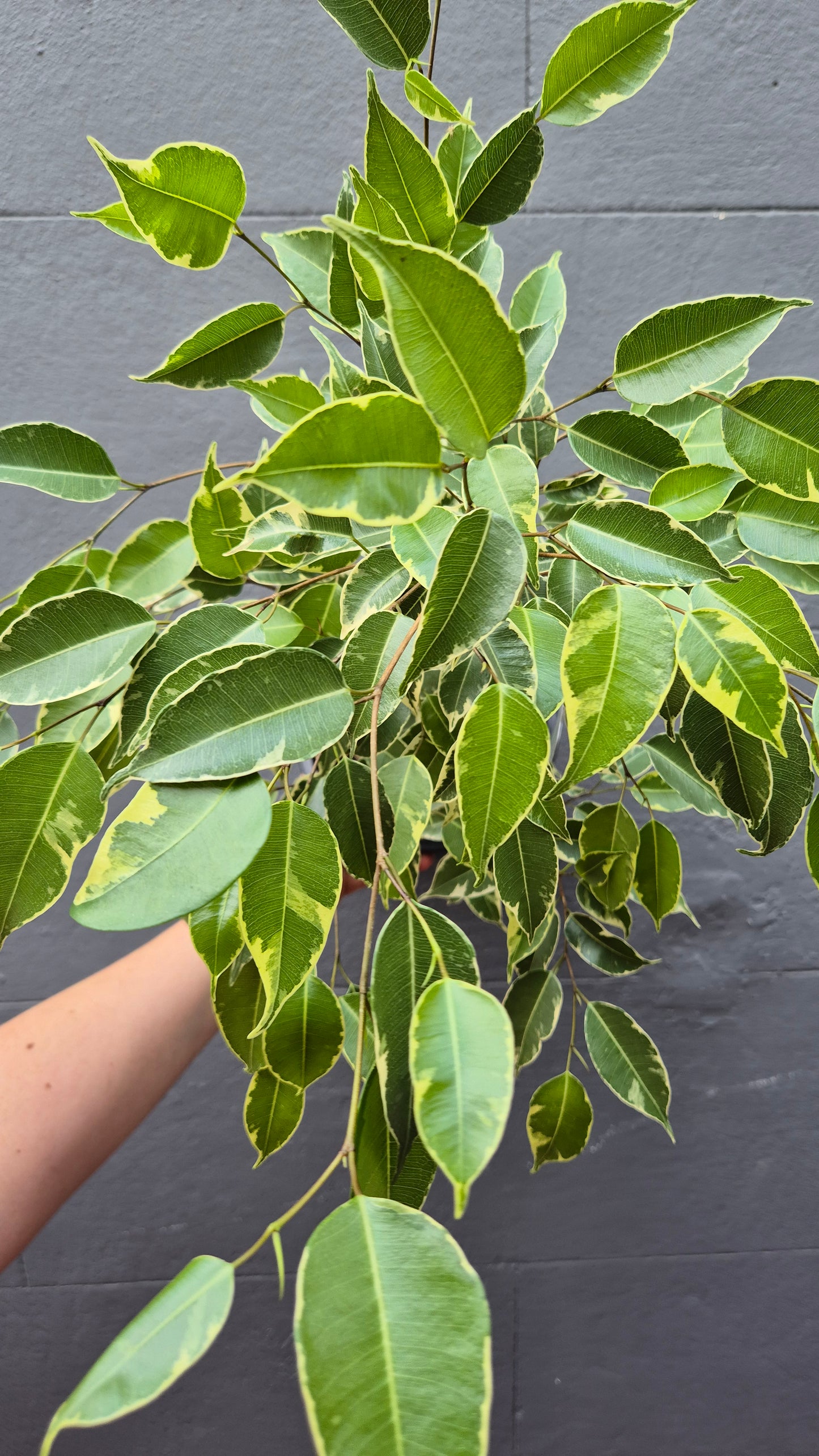 Ficus benjamina (variegated)