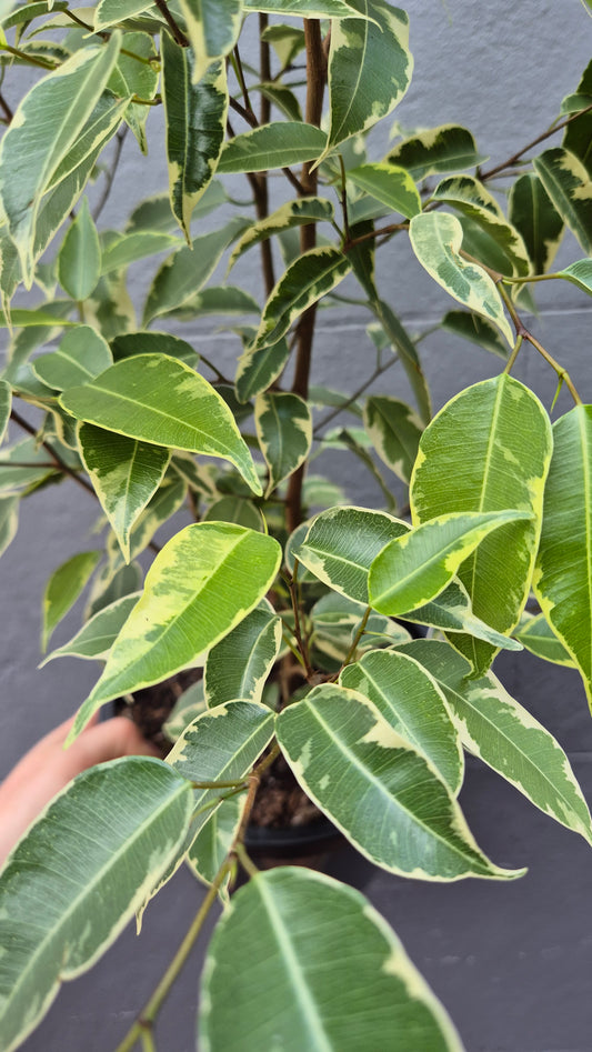 Ficus benjamina (variegated)