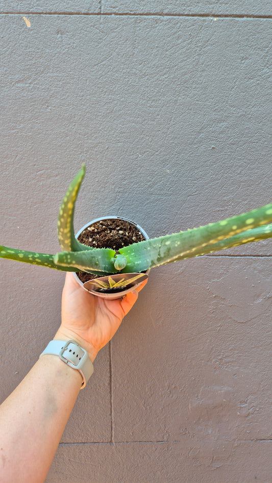 Aloe Vera