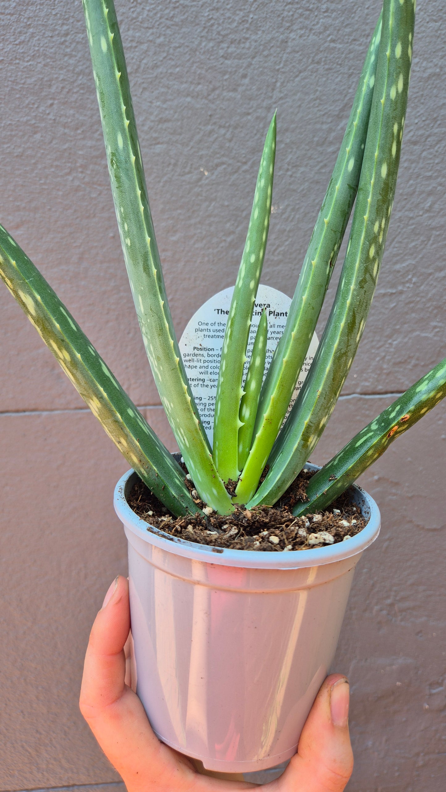 Aloe Vera