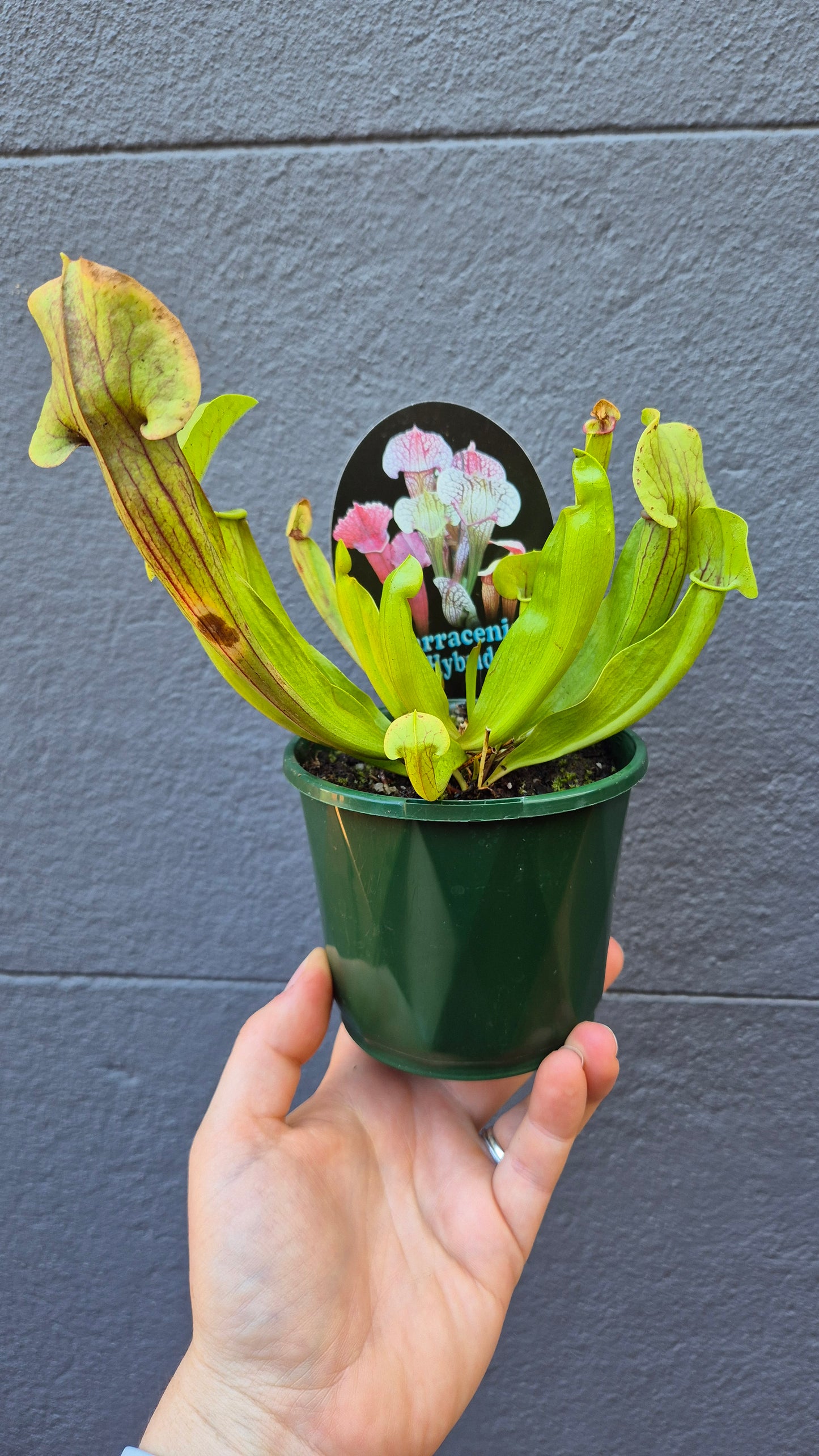 Sarracenia hybrids