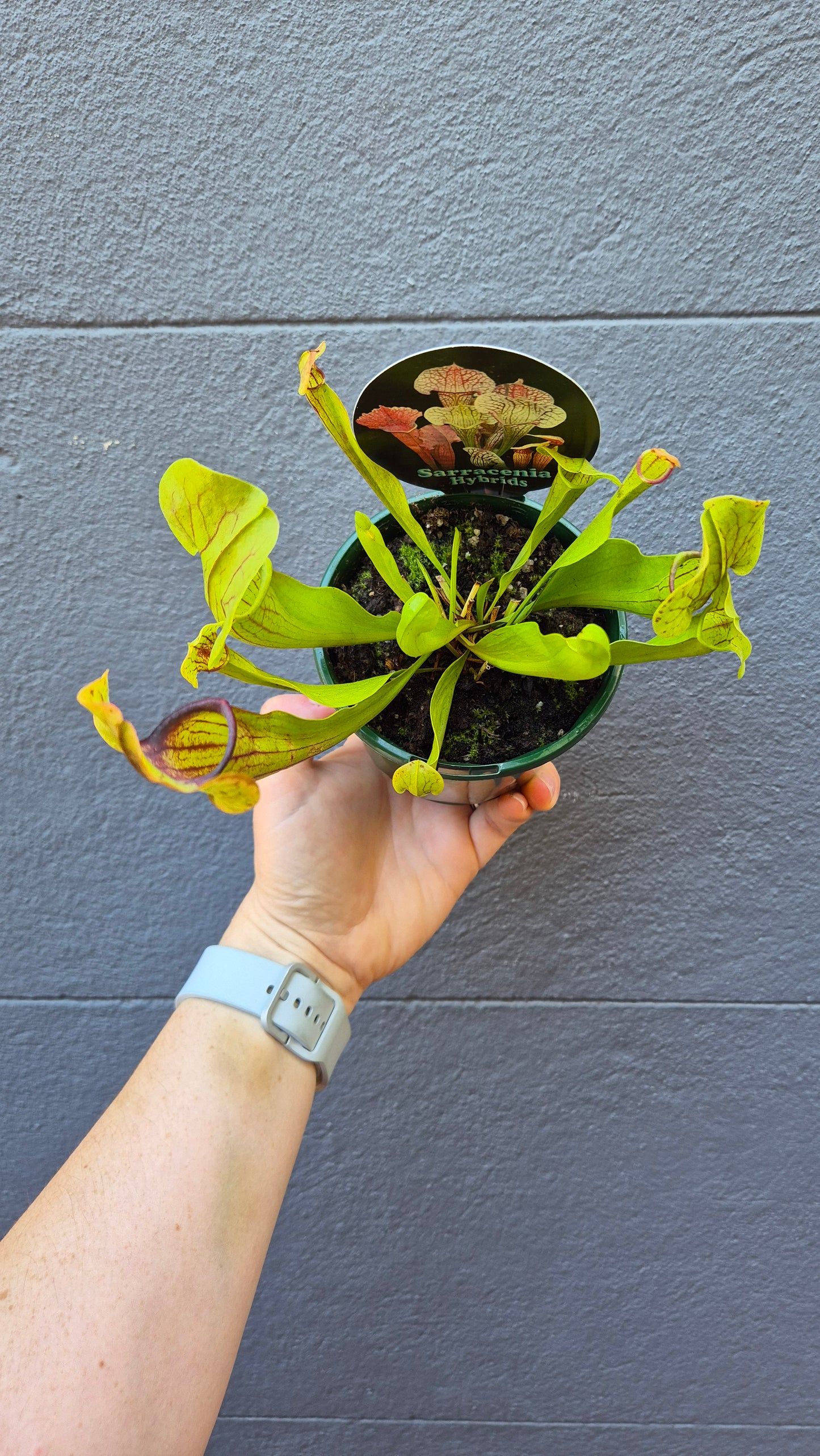 Sarracenia hybrids
