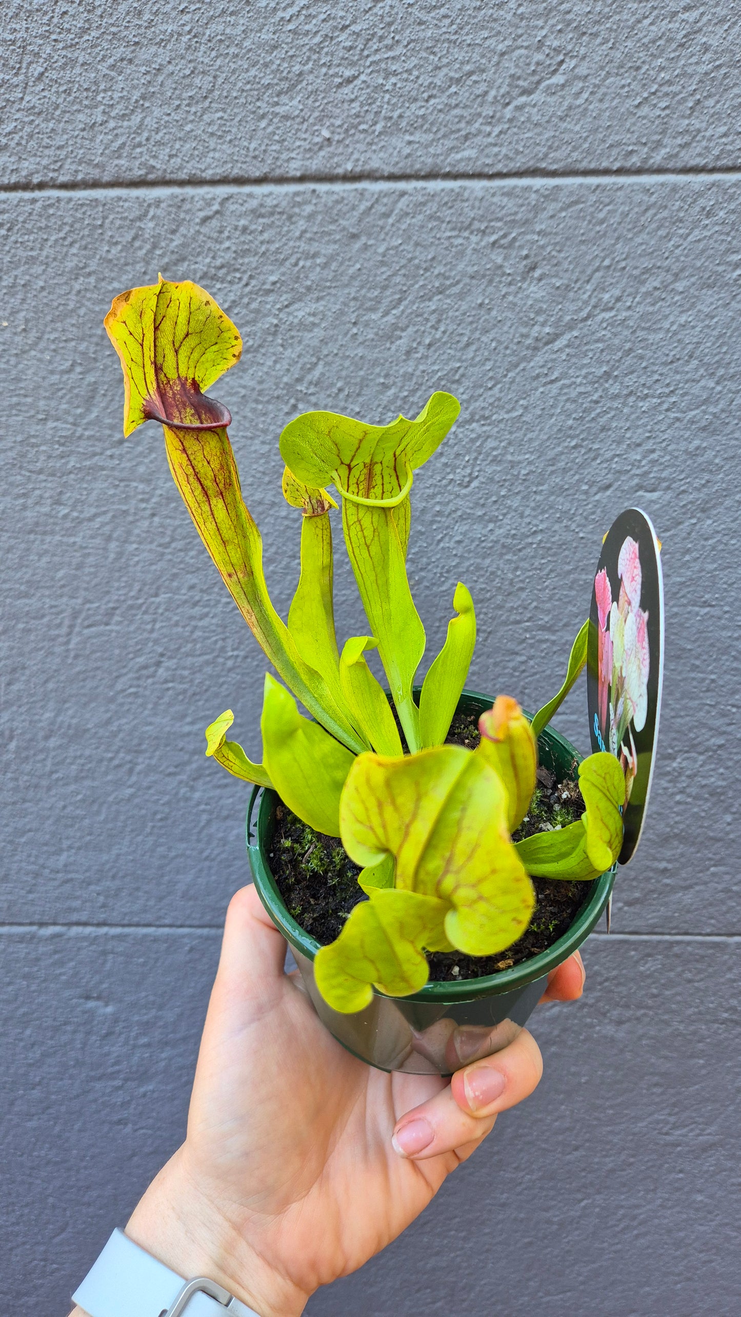 Sarracenia hybrids