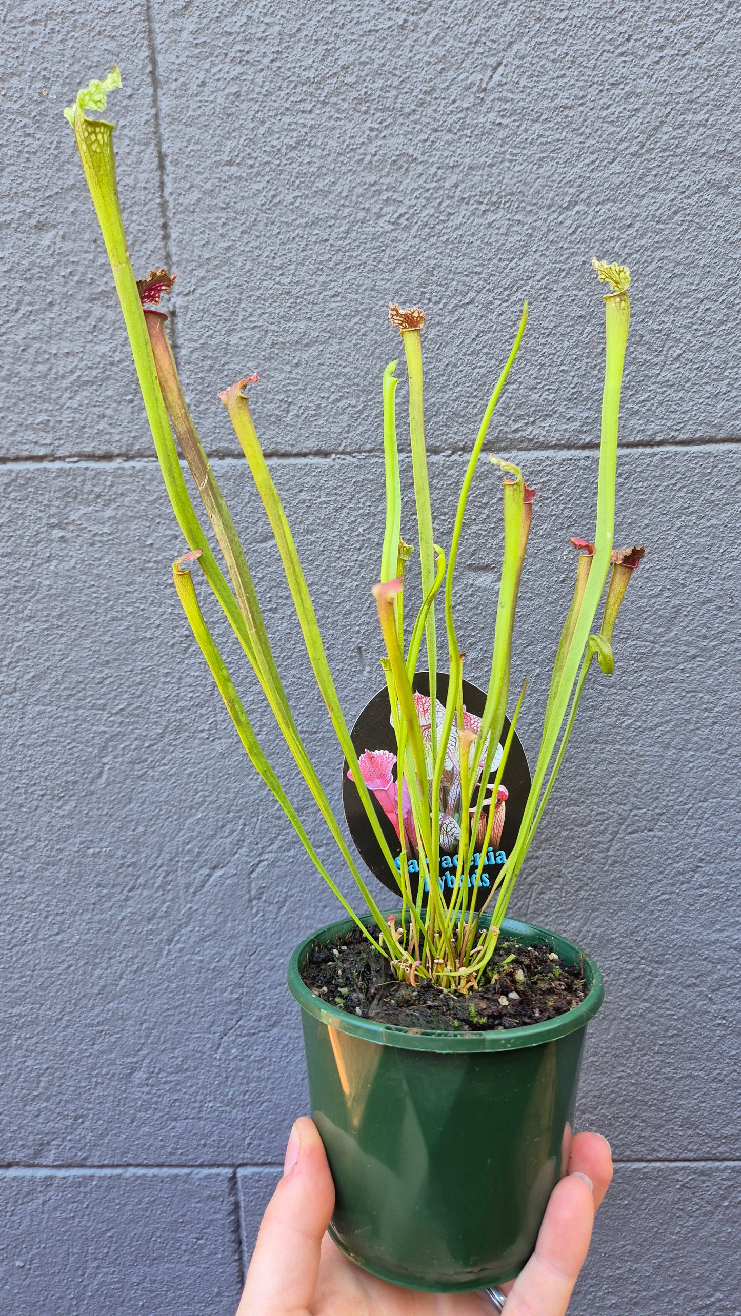 Sarracenia hybrids