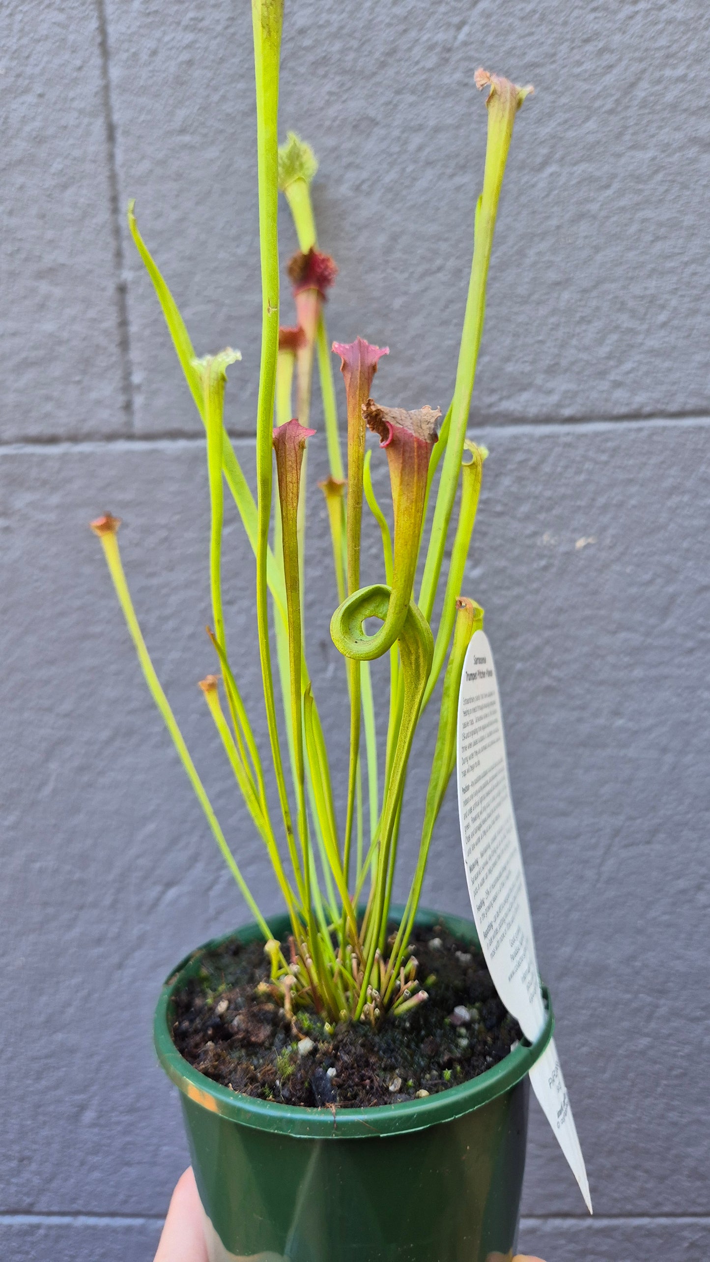 Sarracenia hybrids