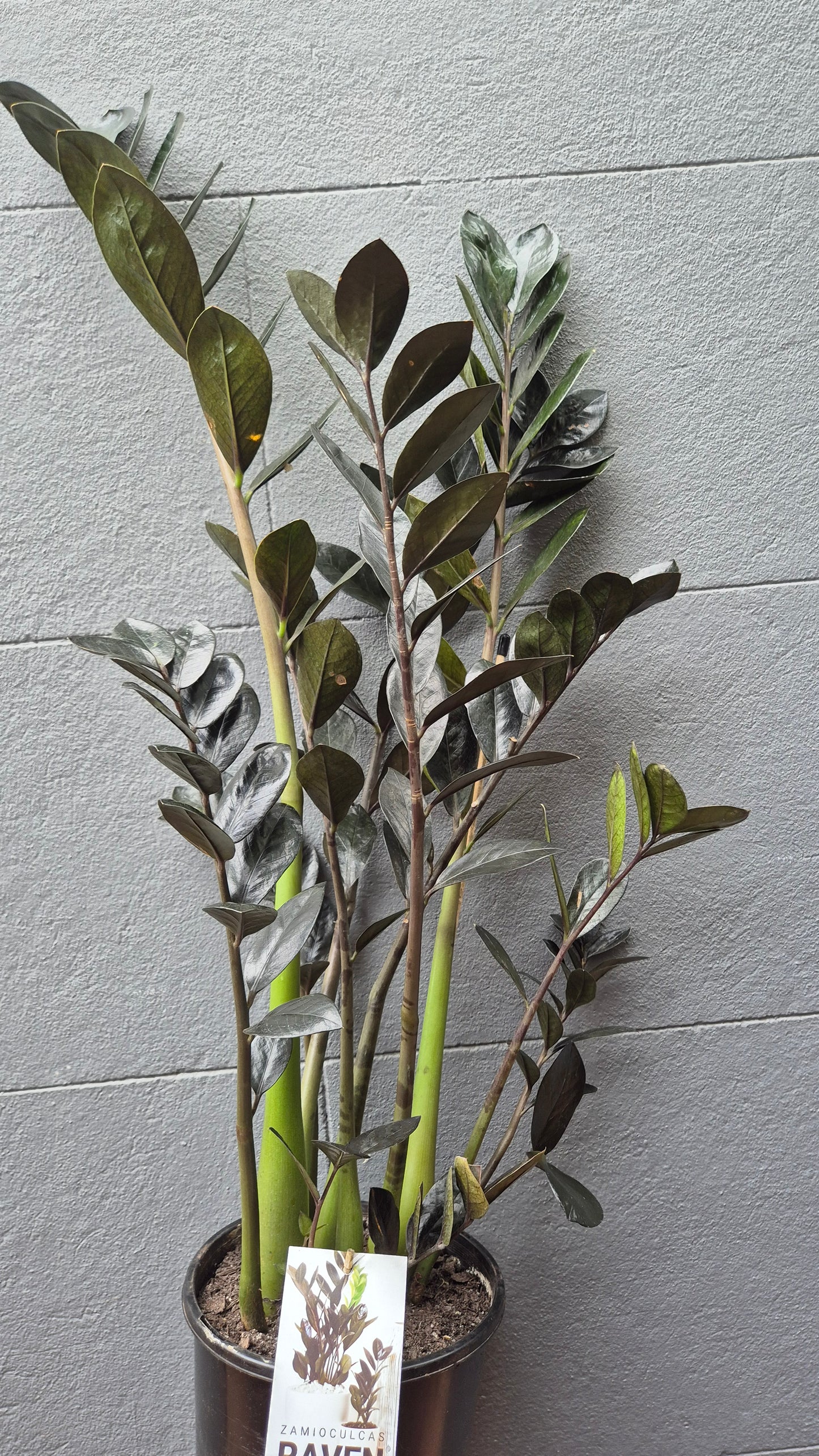 Zamioculcas zamiifolia 'Raven'