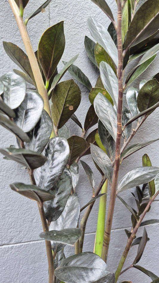 Zamioculcas zamiifolia 'Raven'