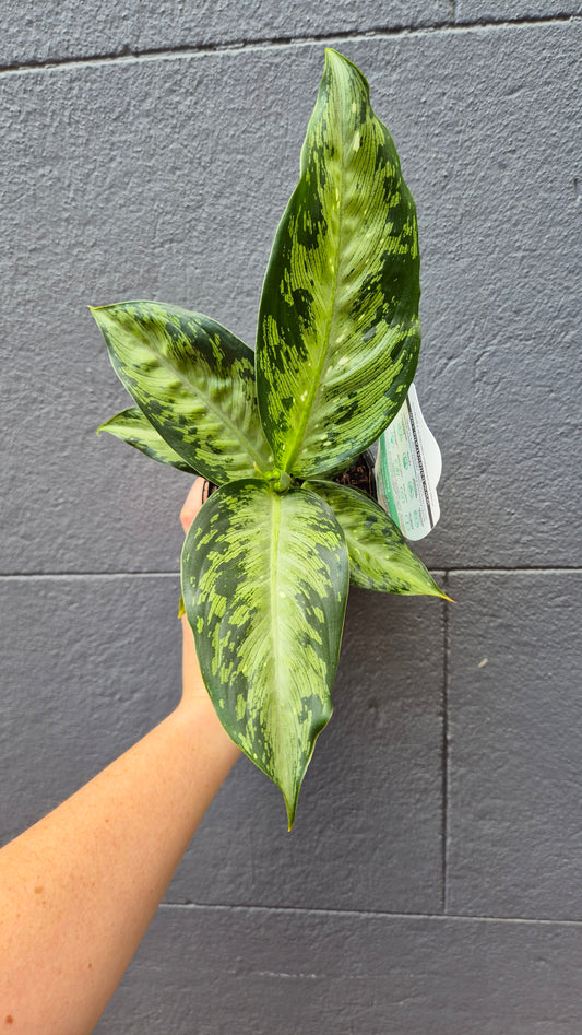 Dieffenbachia 'Memoria Corsii'