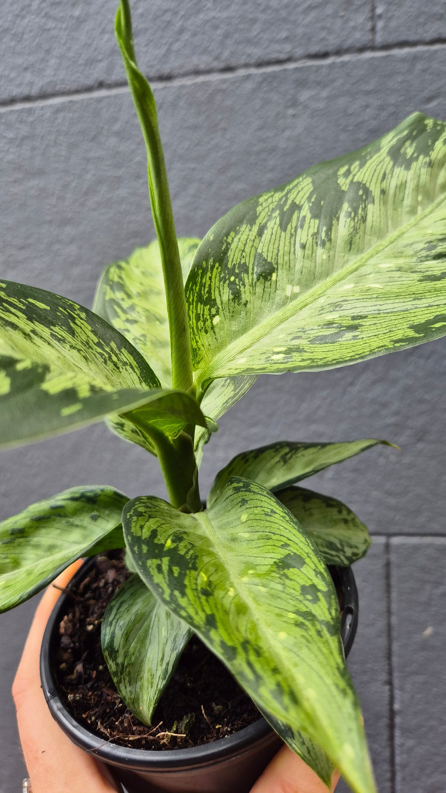 Dieffenbachia 'Memoria Corsii'