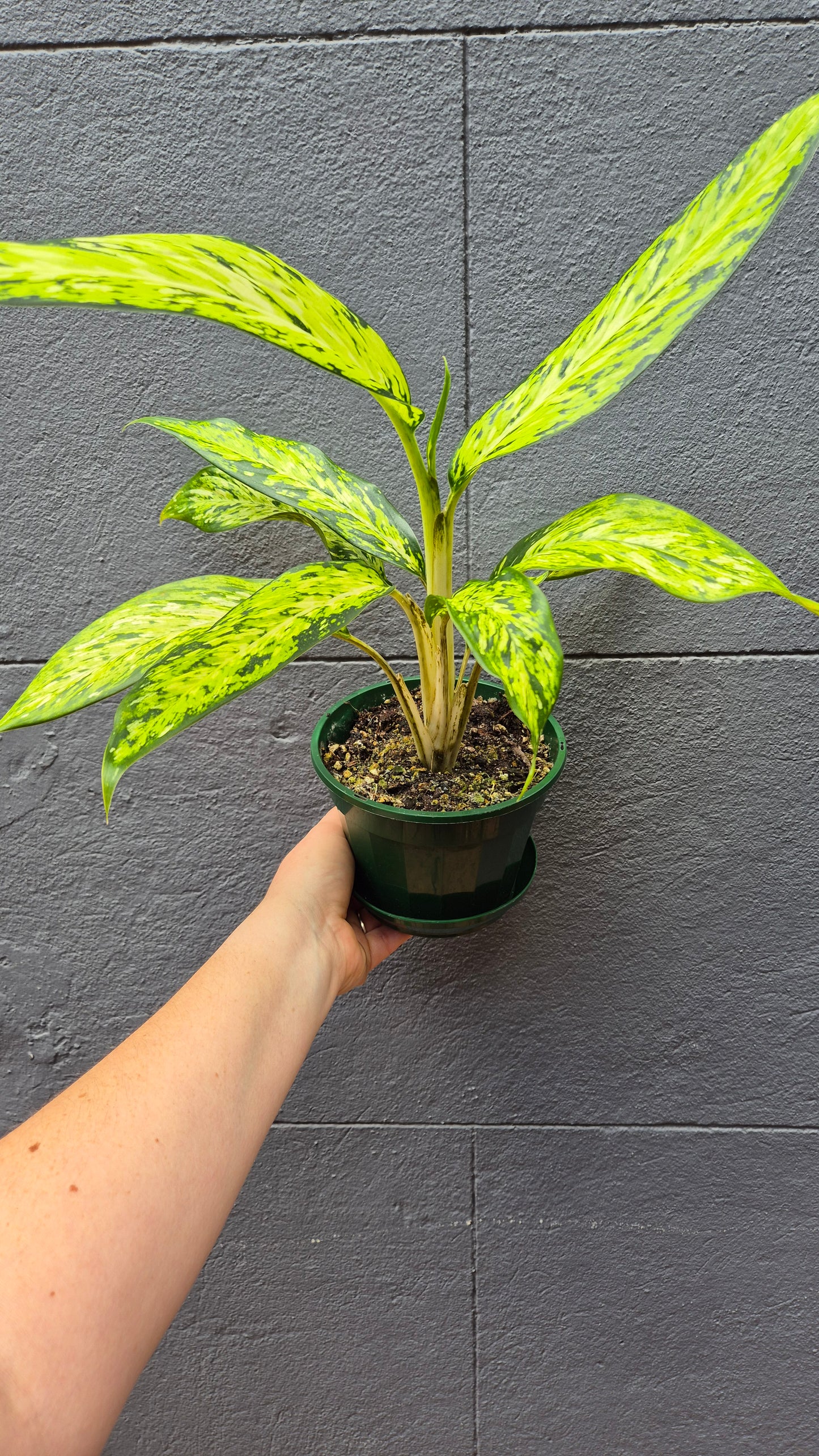 Dieffenbachia 'Star Bright'