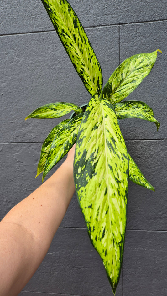 Dieffenbachia 'Star Bright'