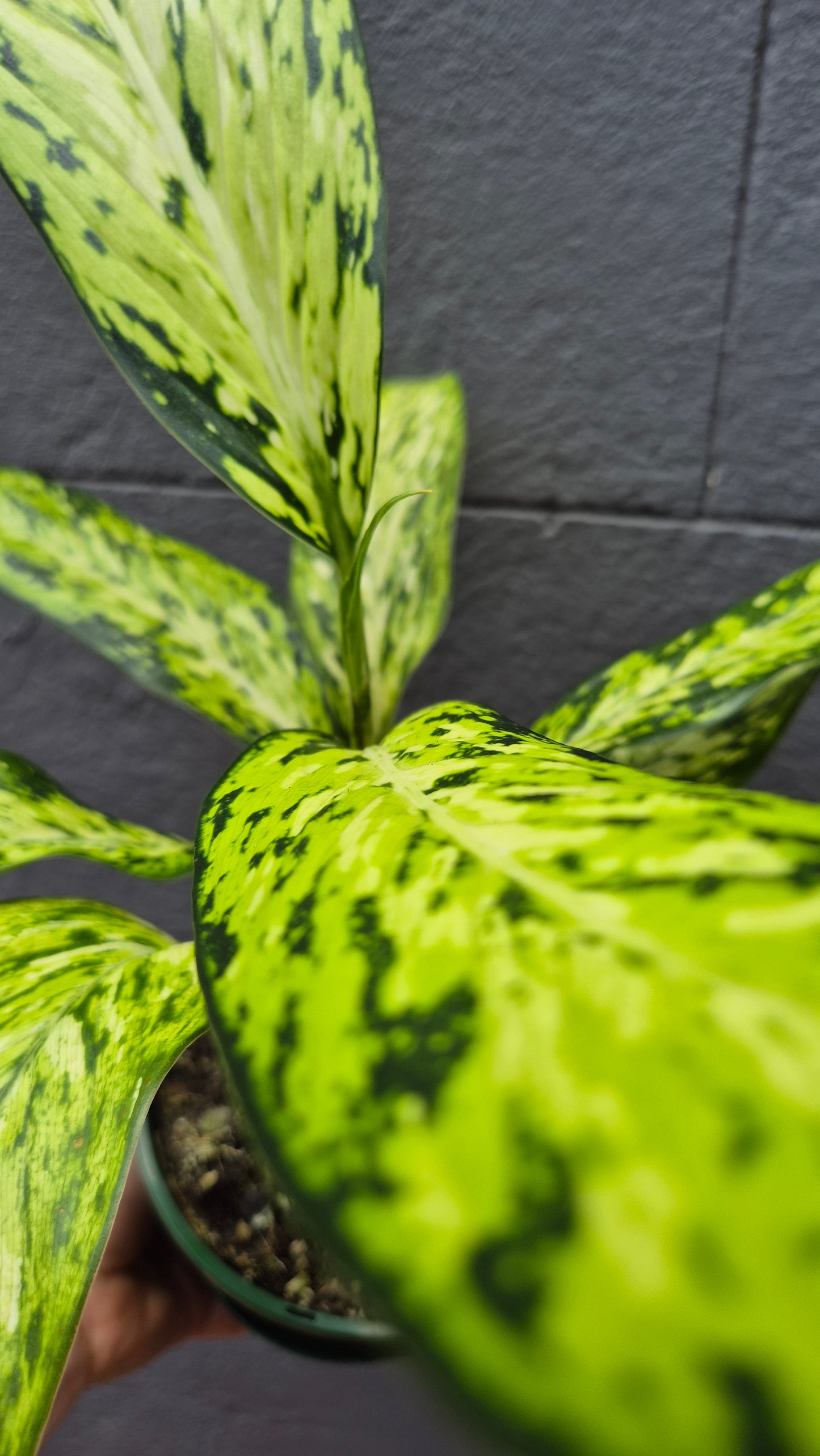 Dieffenbachia 'Star Bright'