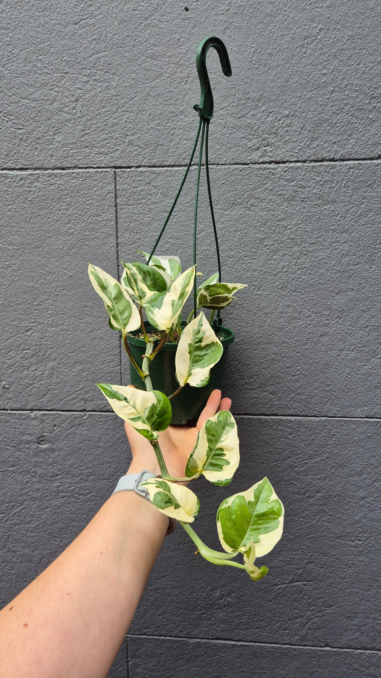 Epipremnum aureum 'Snow Queen'