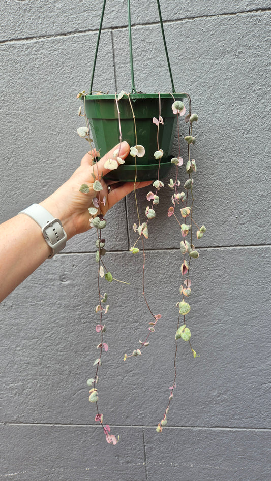 Ceropegia woodii 'Chain of Hearts' variegated