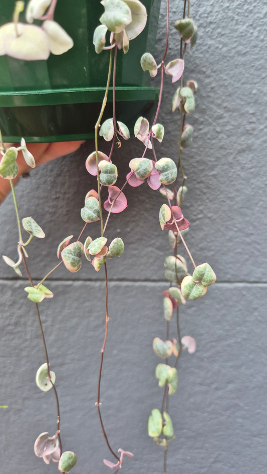 Ceropegia woodii 'Chain of Hearts' variegated