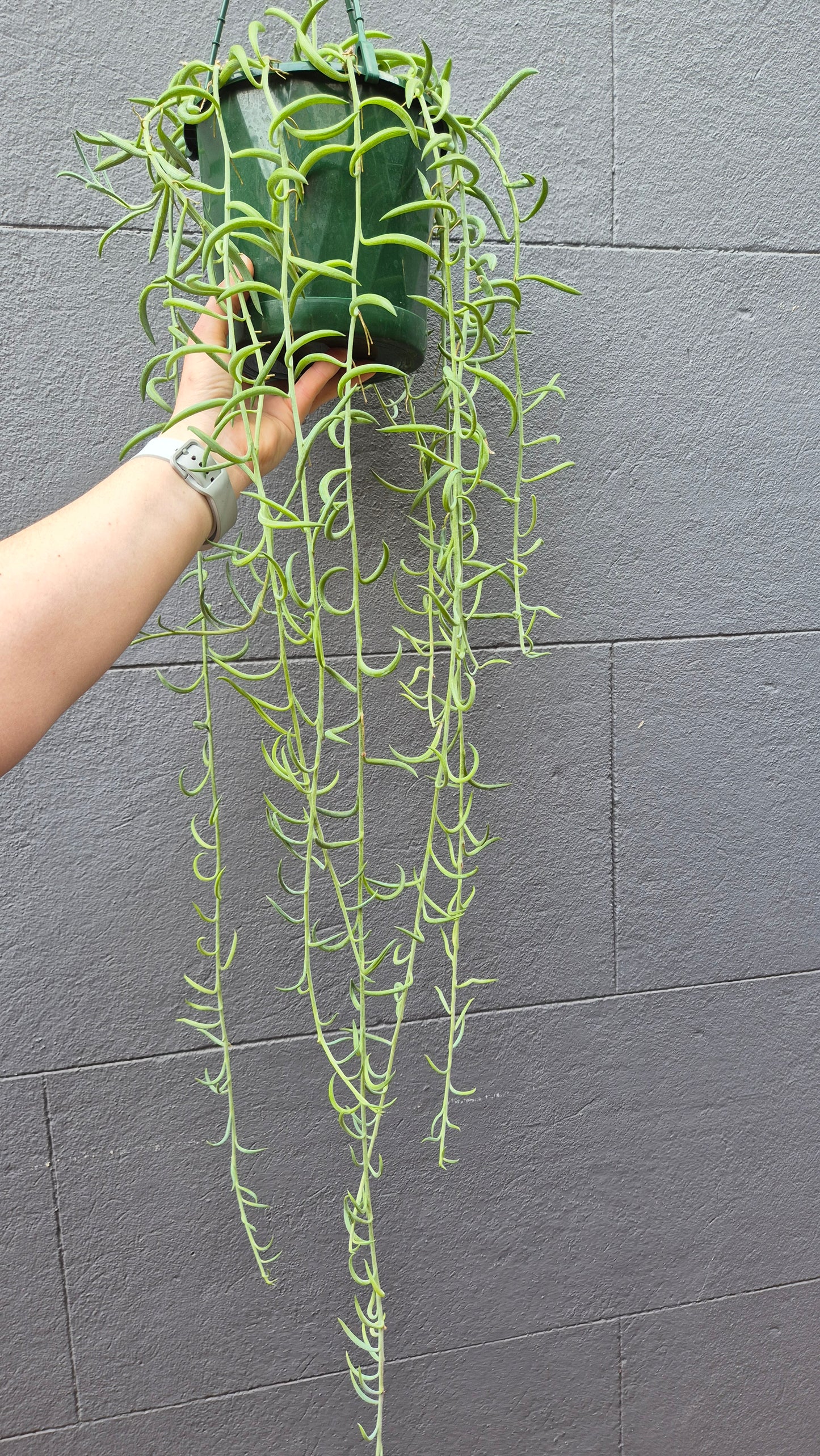 Senecio radicans 'Fish Hooks'