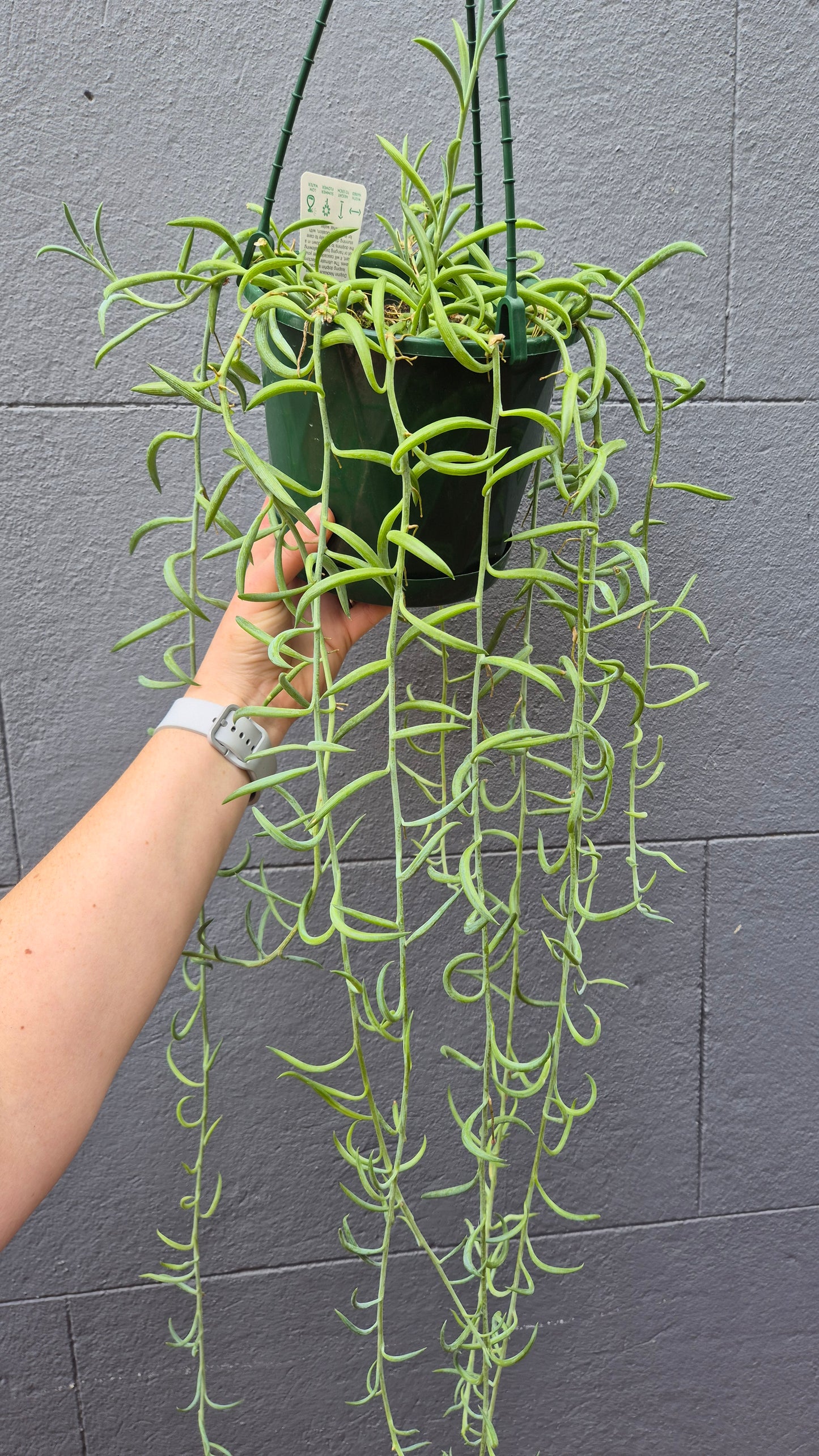 Senecio radicans 'Fish Hooks'