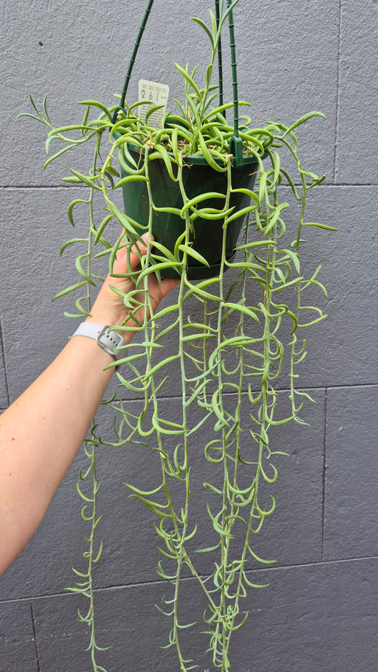 Senecio radicans 'Fish Hooks'
