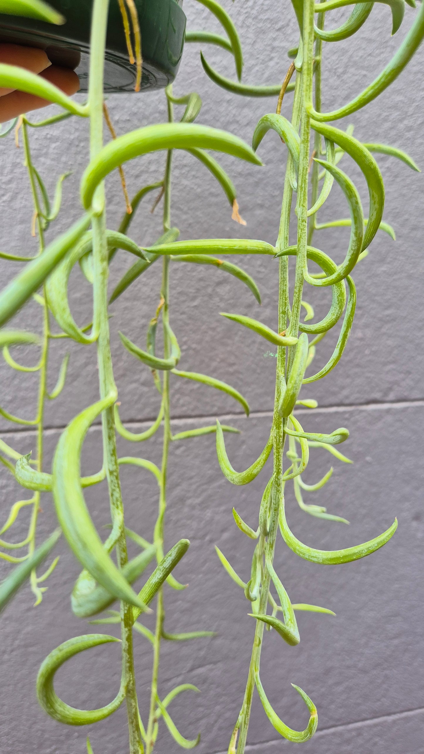 Senecio radicans 'Fish Hooks'