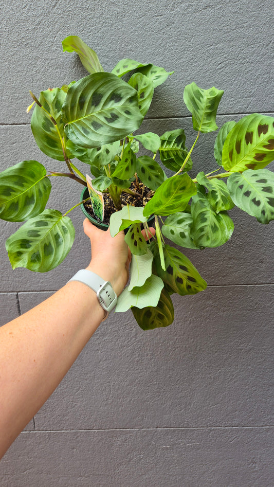 Maranta leuconeura 'Prayer Plant'