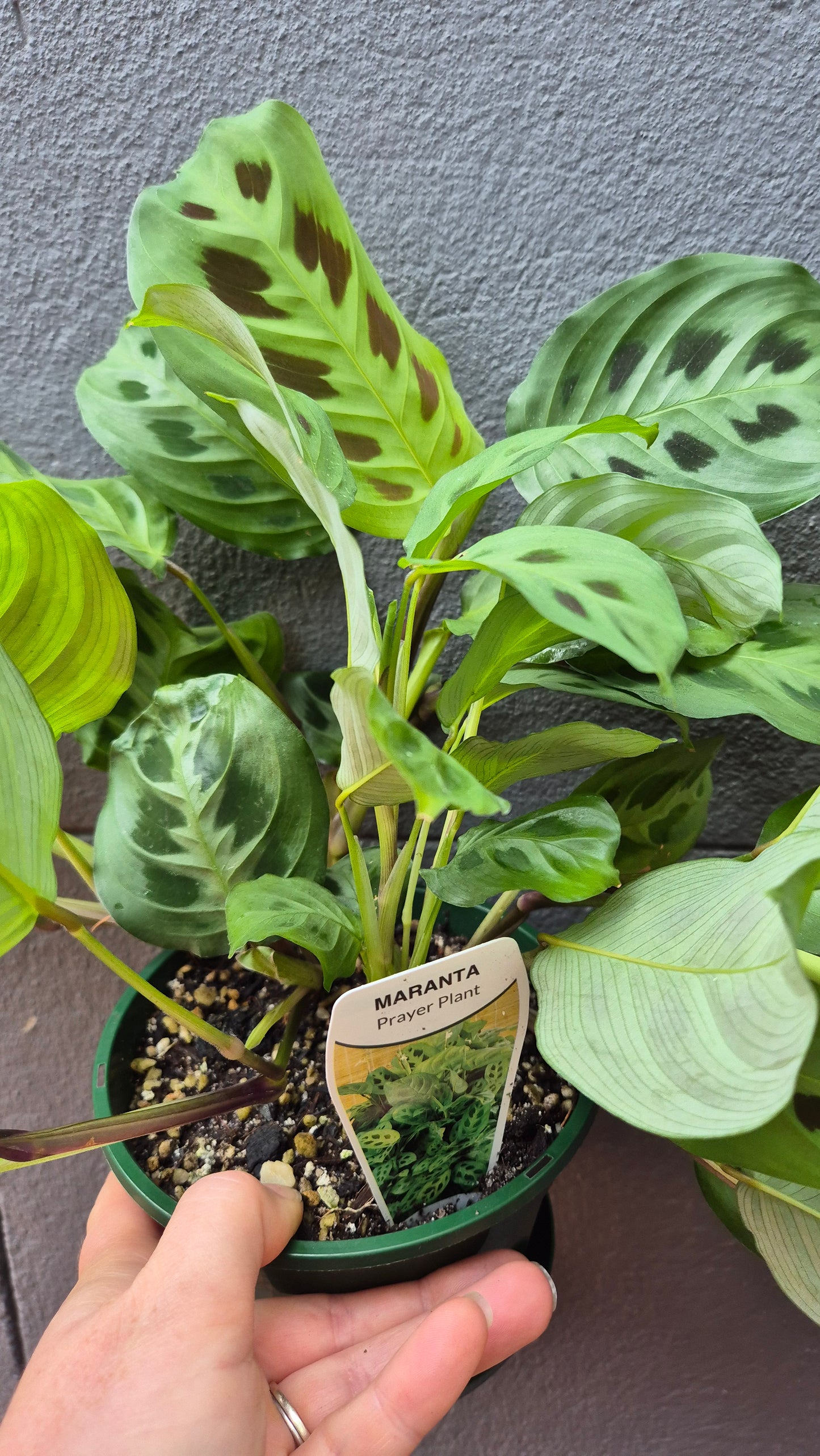 Maranta leuconeura 'Prayer Plant'
