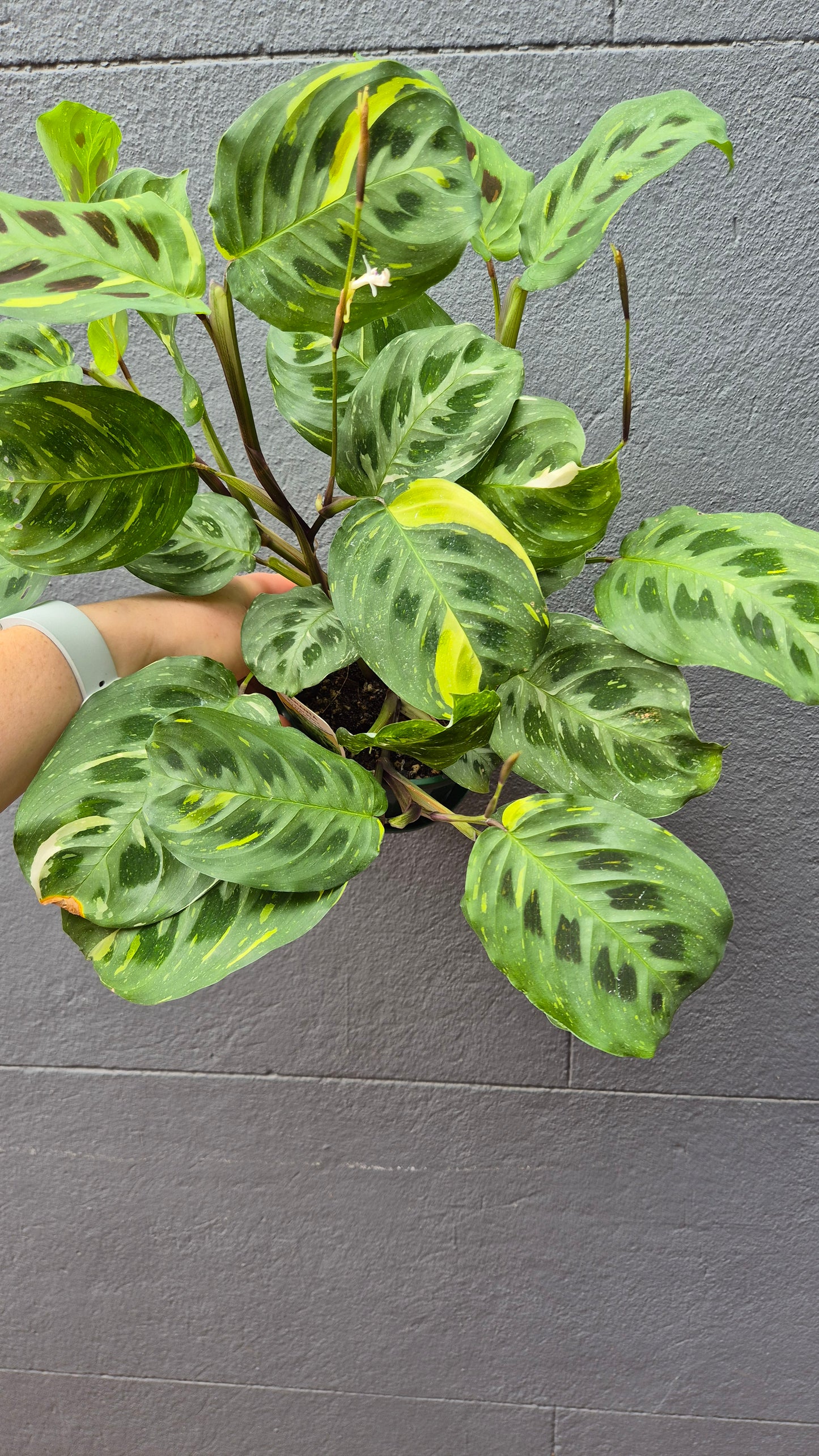 Maranta leuconeura 'Prayer Plant' variegated