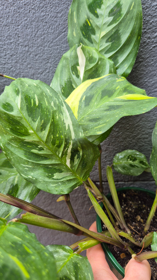 Maranta leuconeura 'Prayer Plant' variegated