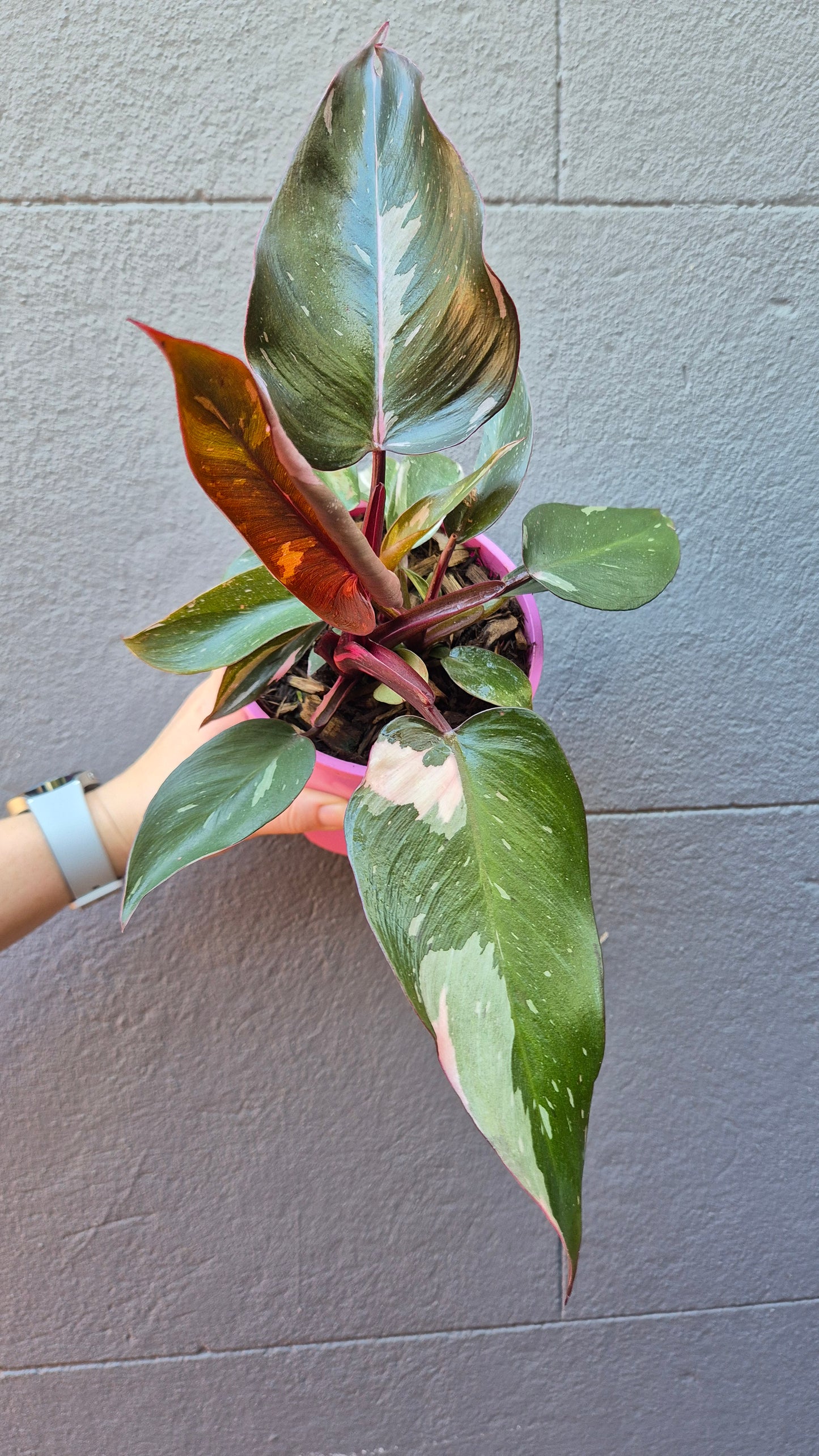 Philodendron erubescens 'Pink Princess'