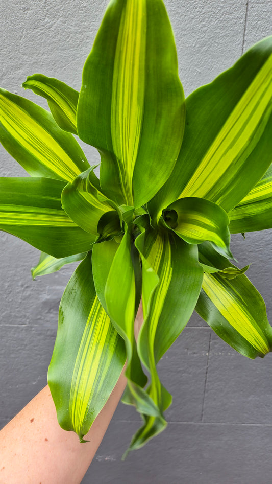 Dracaena fragrans Massangeana 'Happy Plant'