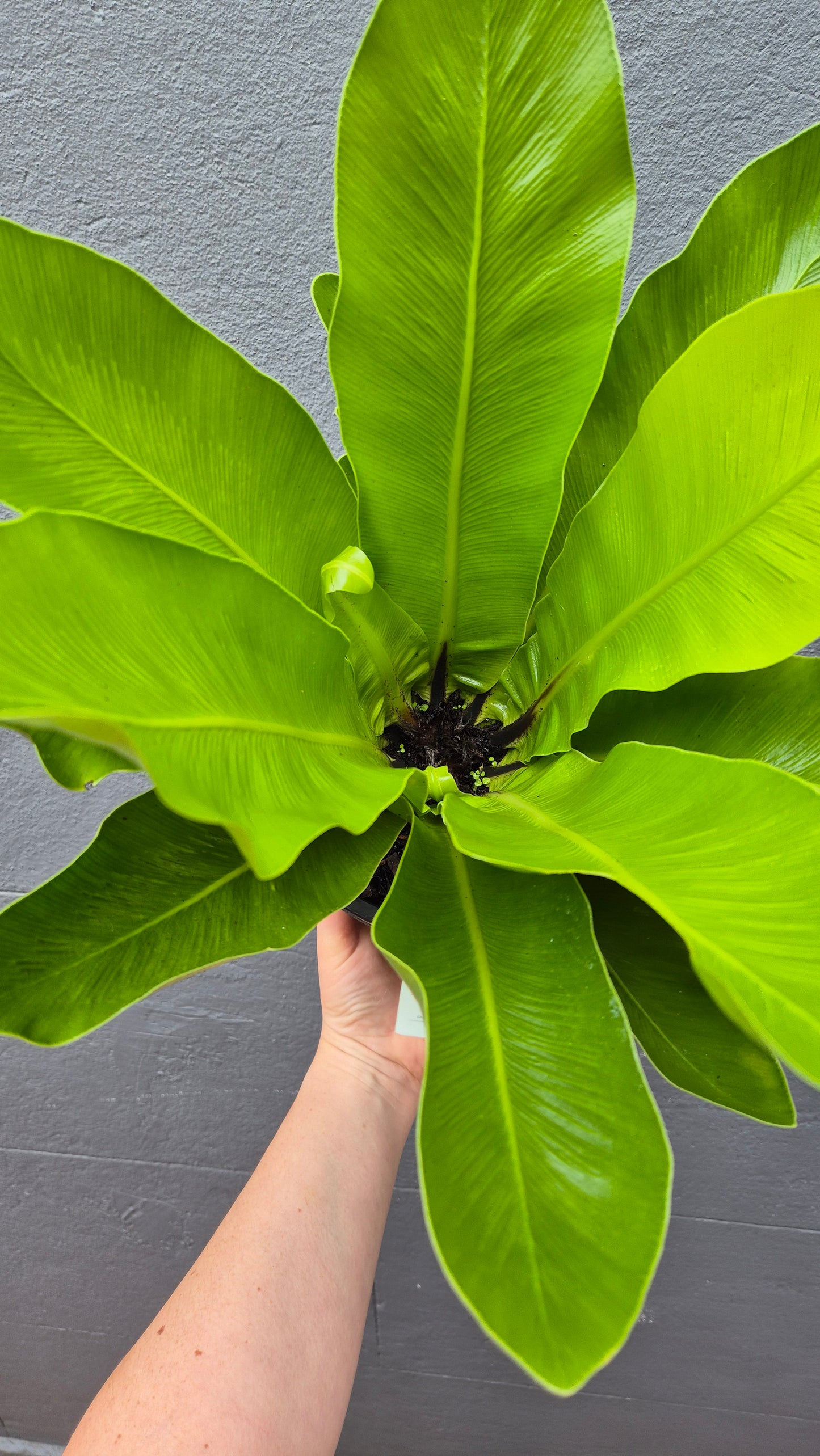 Asplenium australasicum 'Birds Nest Fern'