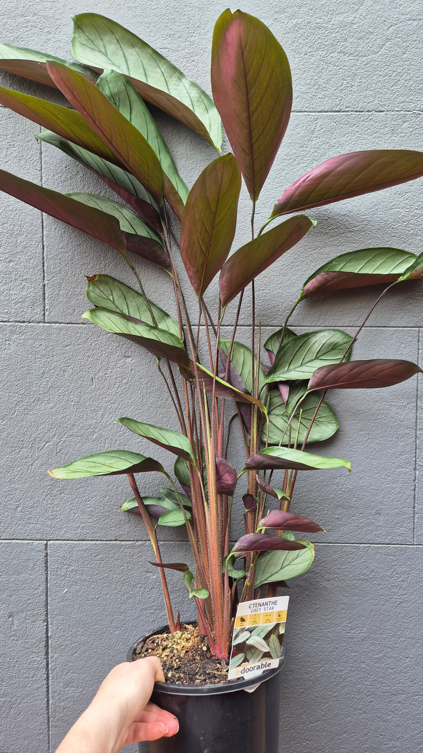 Ctenanthe setosa 'Grey Star'